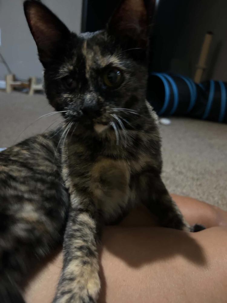 Enlarge Bean, a Adoptable mixed breed in Plymouth, MN image 5/6
