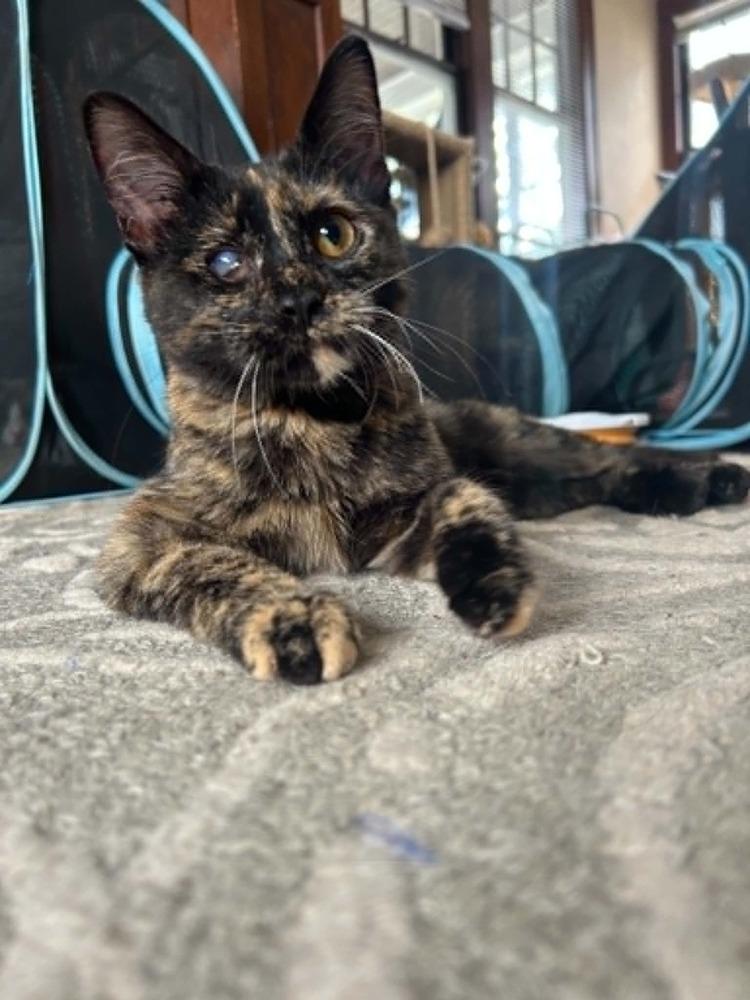 Enlarge Bean, a Adoptable mixed breed in Plymouth, MN image 6/6