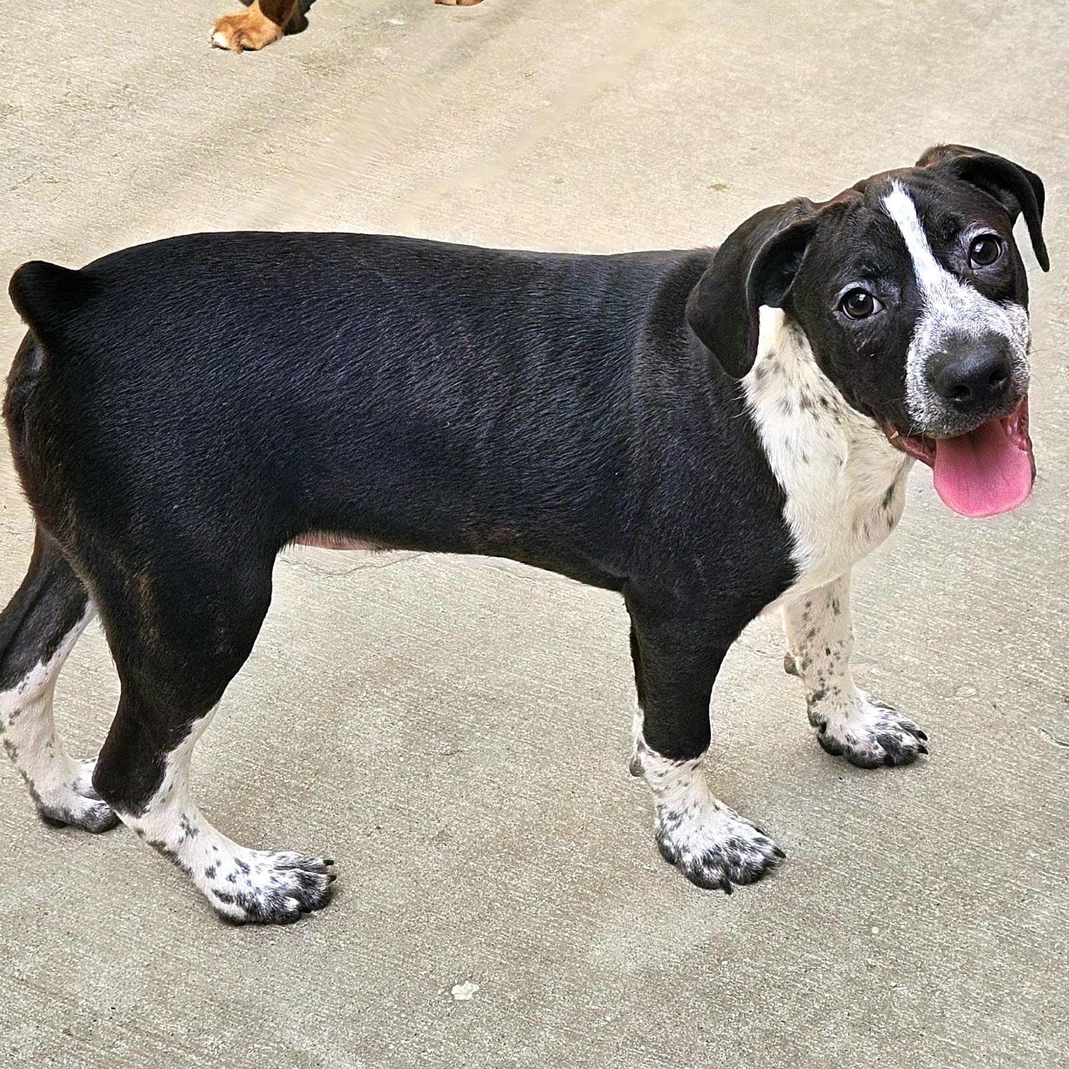 Enlarge Colby, a Adoptable mixed breed in Chicago, IL image 6/6