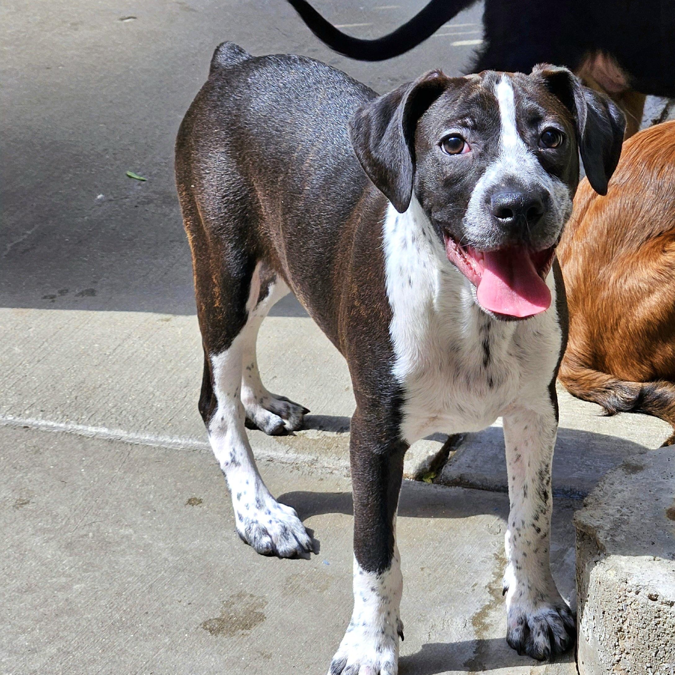 Enlarge Colby, a Adoptable mixed breed in Chicago, IL image 1/6