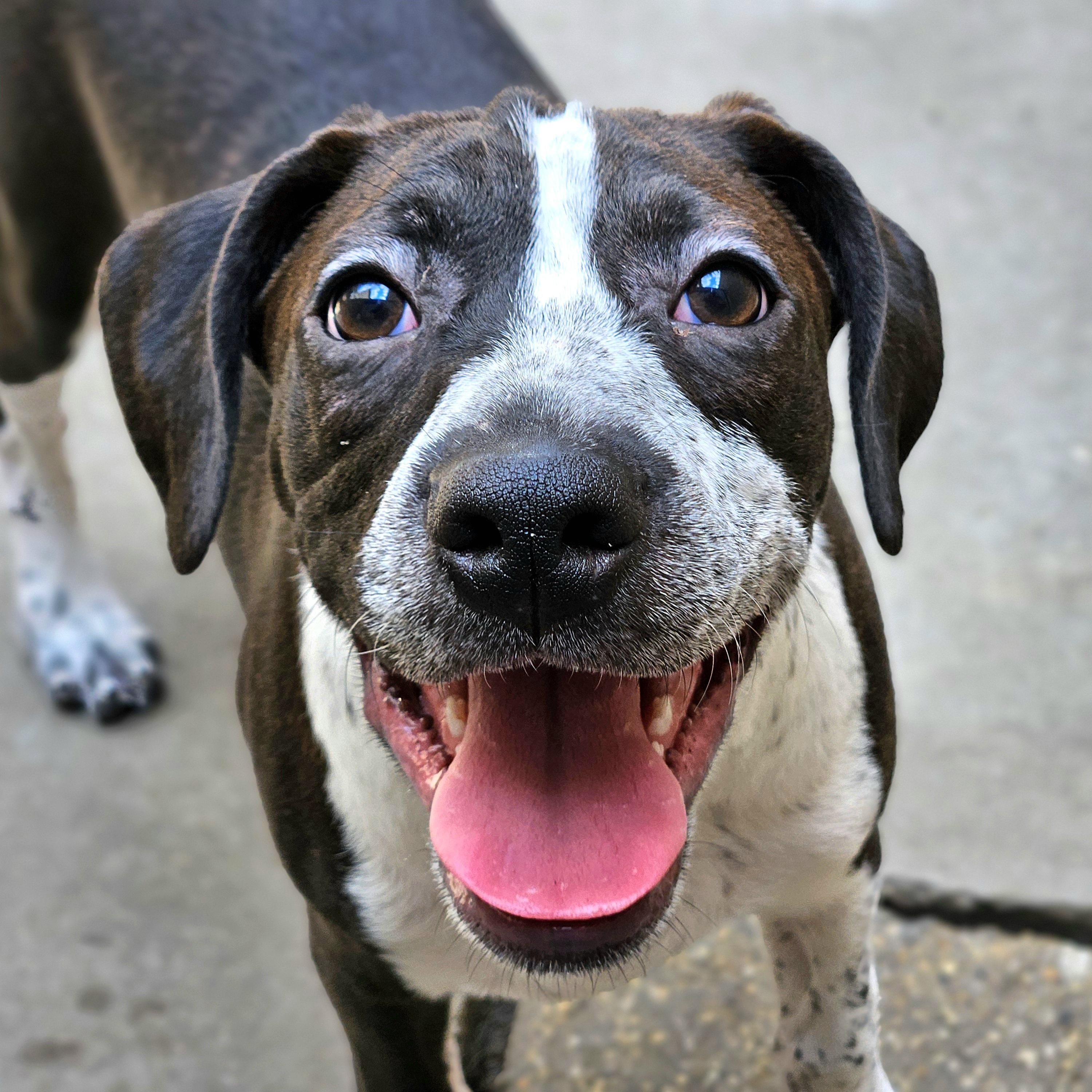 Enlarge Colby, a Adoptable mixed breed in Chicago, IL image 2/6