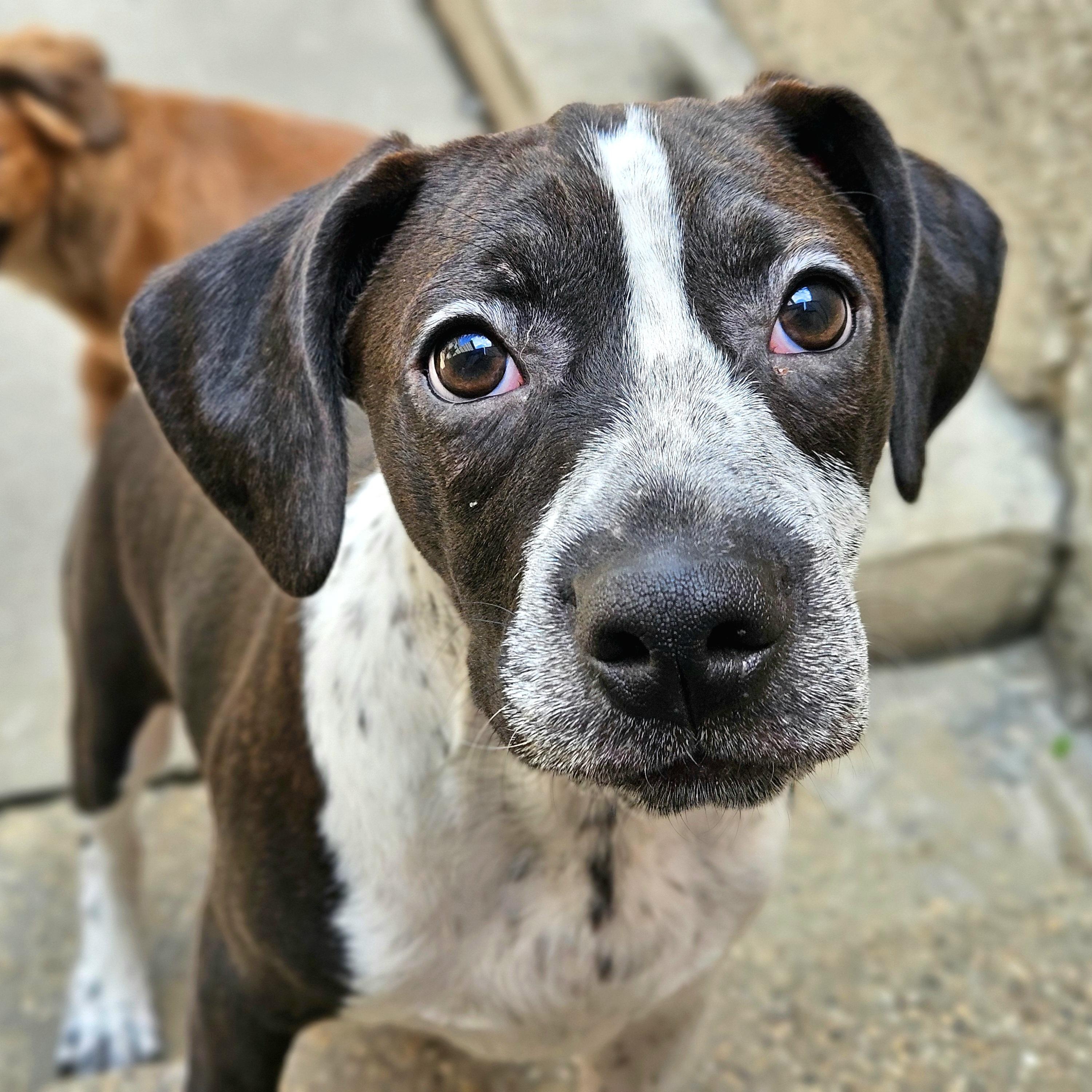 Enlarge Colby, a Adoptable mixed breed in Chicago, IL image 5/6