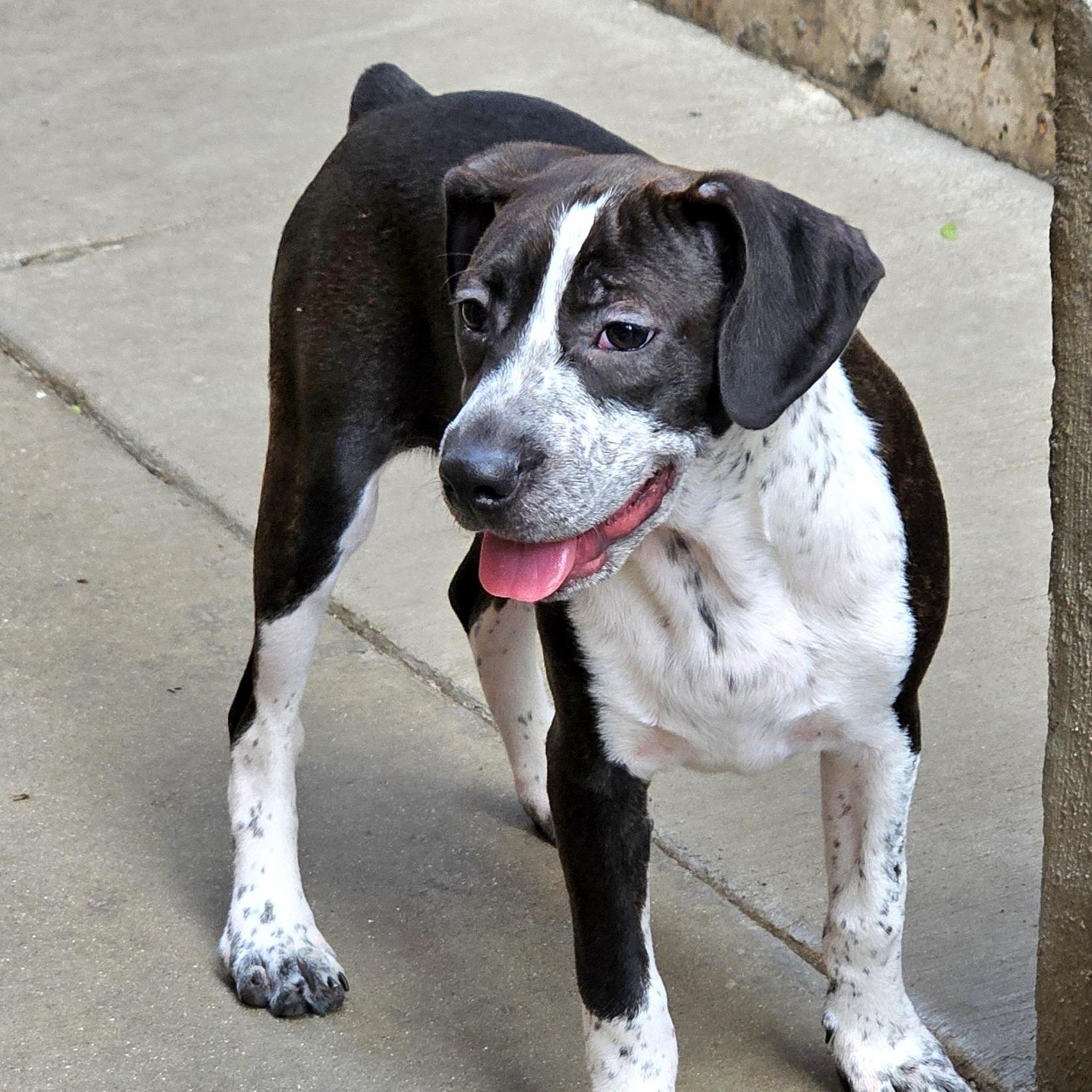 Enlarge Colby, a Adoptable mixed breed in Chicago, IL image 3/6