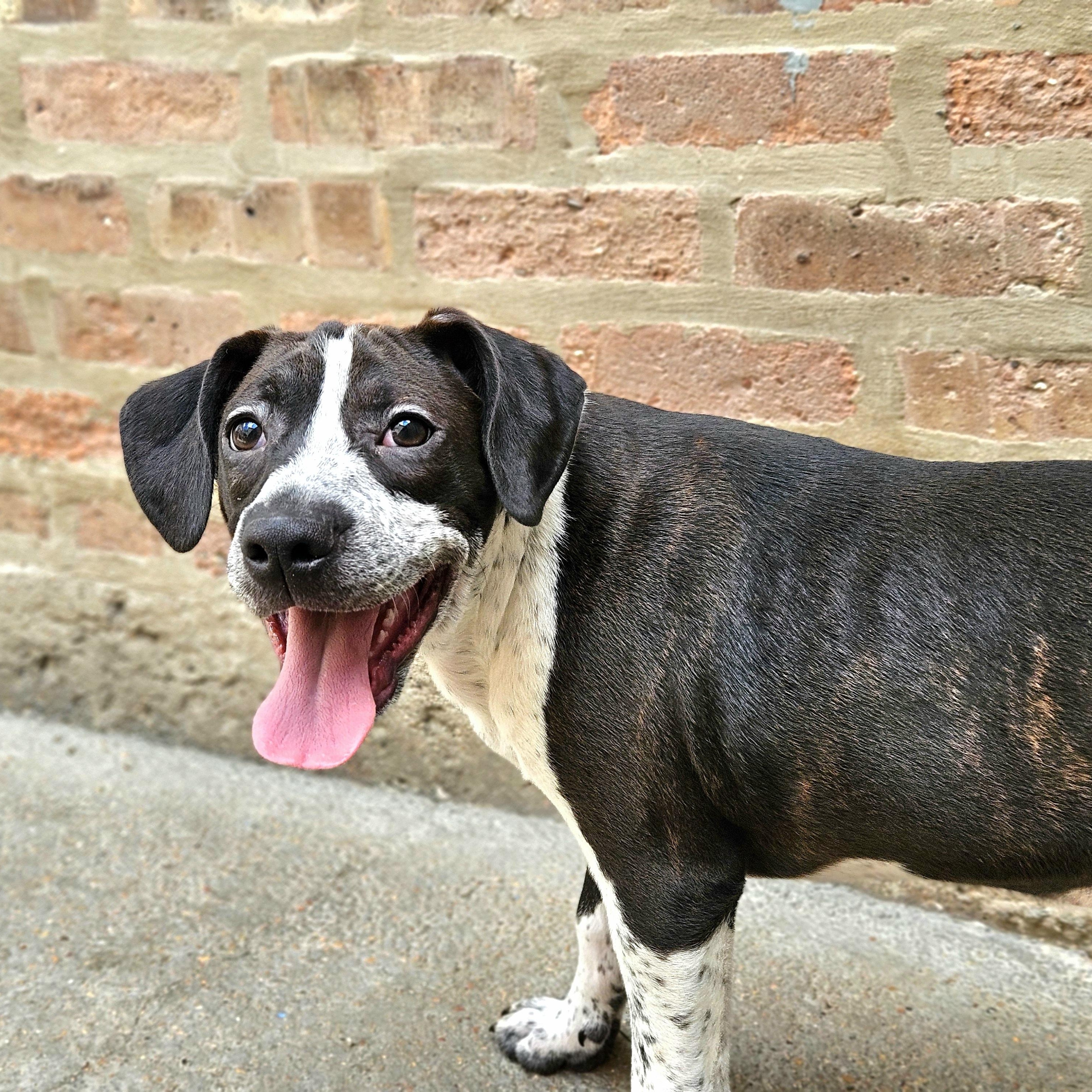 Enlarge Colby, a Adoptable mixed breed in Chicago, IL image 4/6