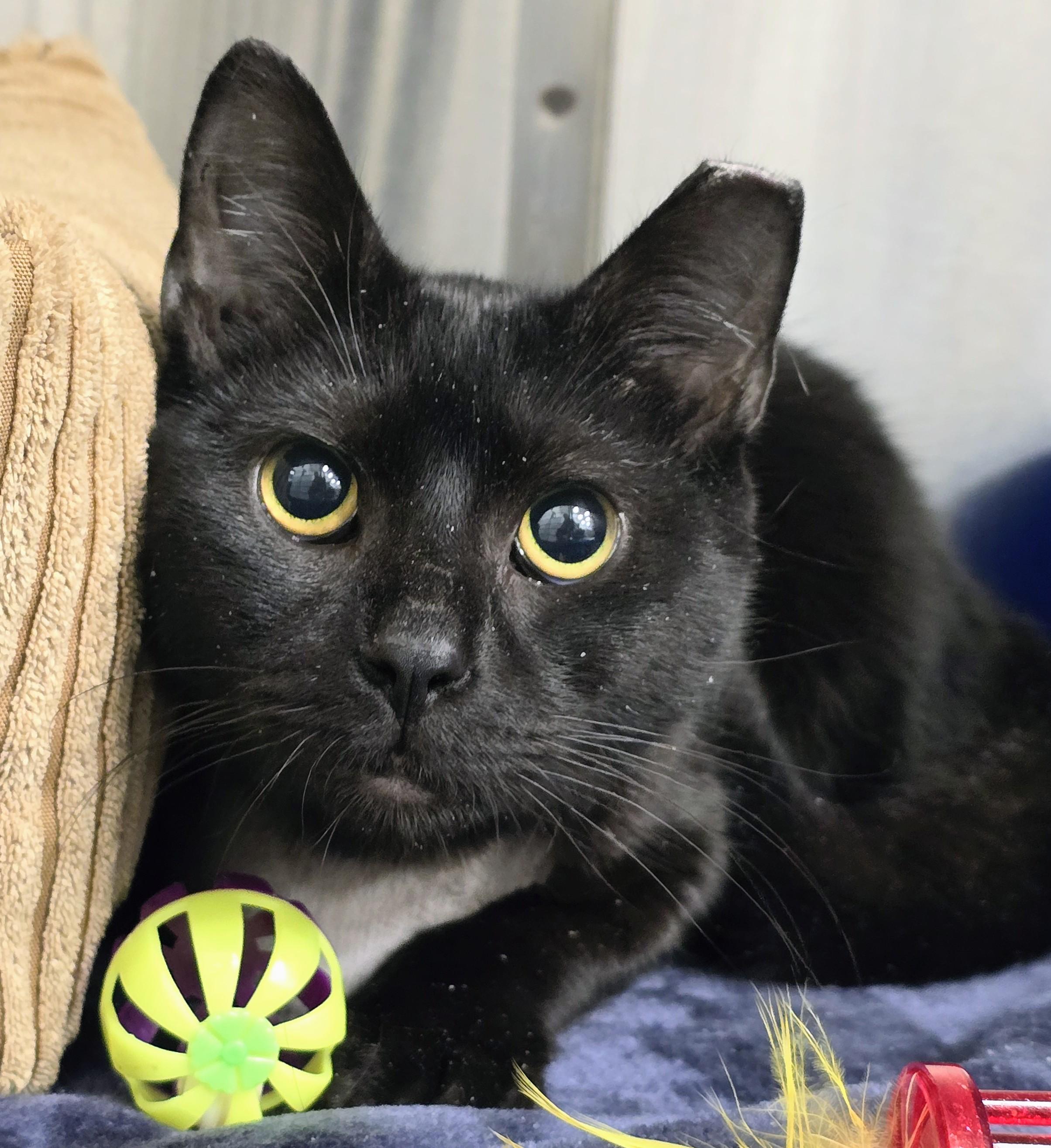 Enlarge 6-62, an adopted mixed breed in Amityville, NY image 3/3