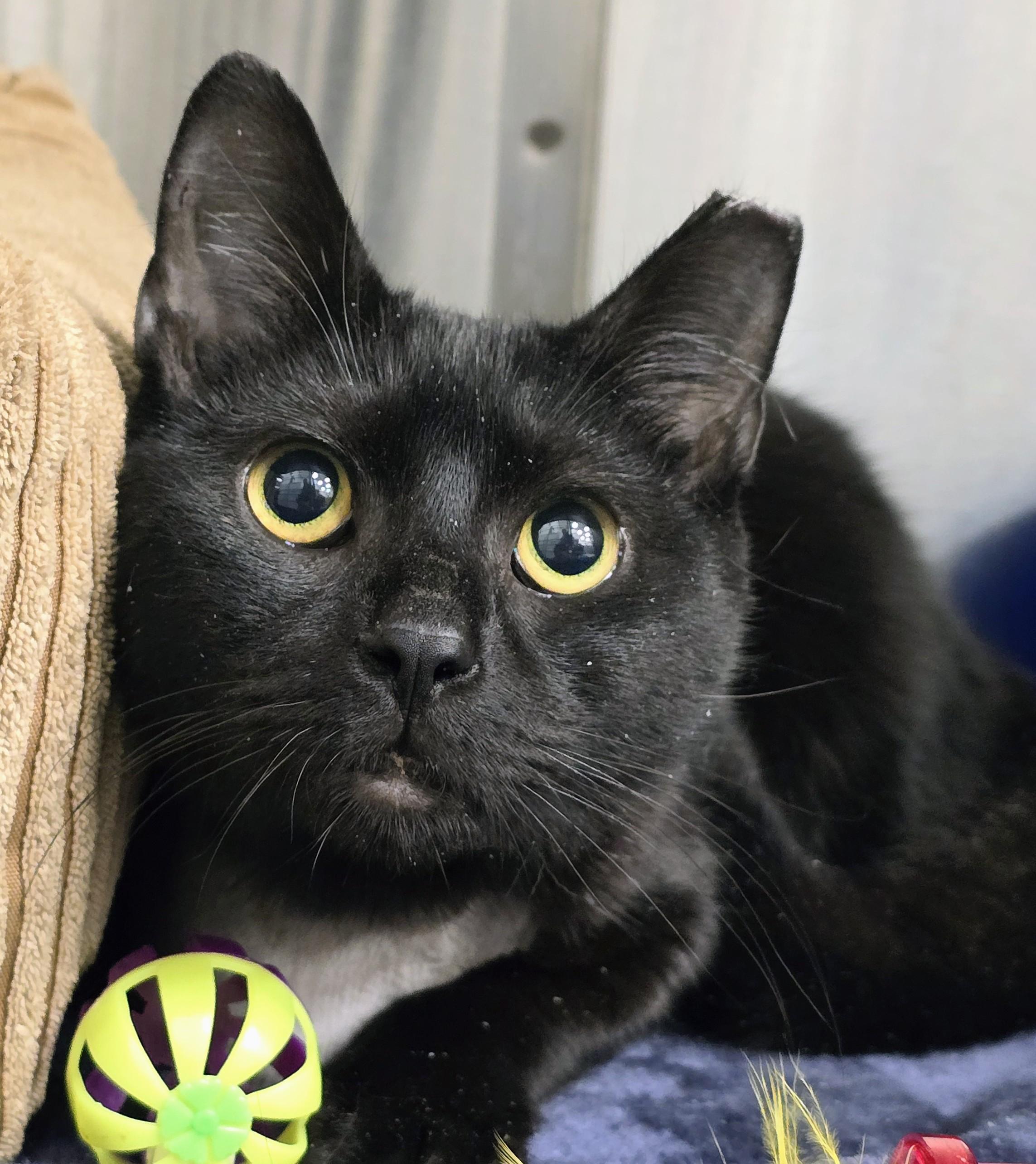 Enlarge 6-62, an adopted mixed breed in Amityville, NY image 2/3