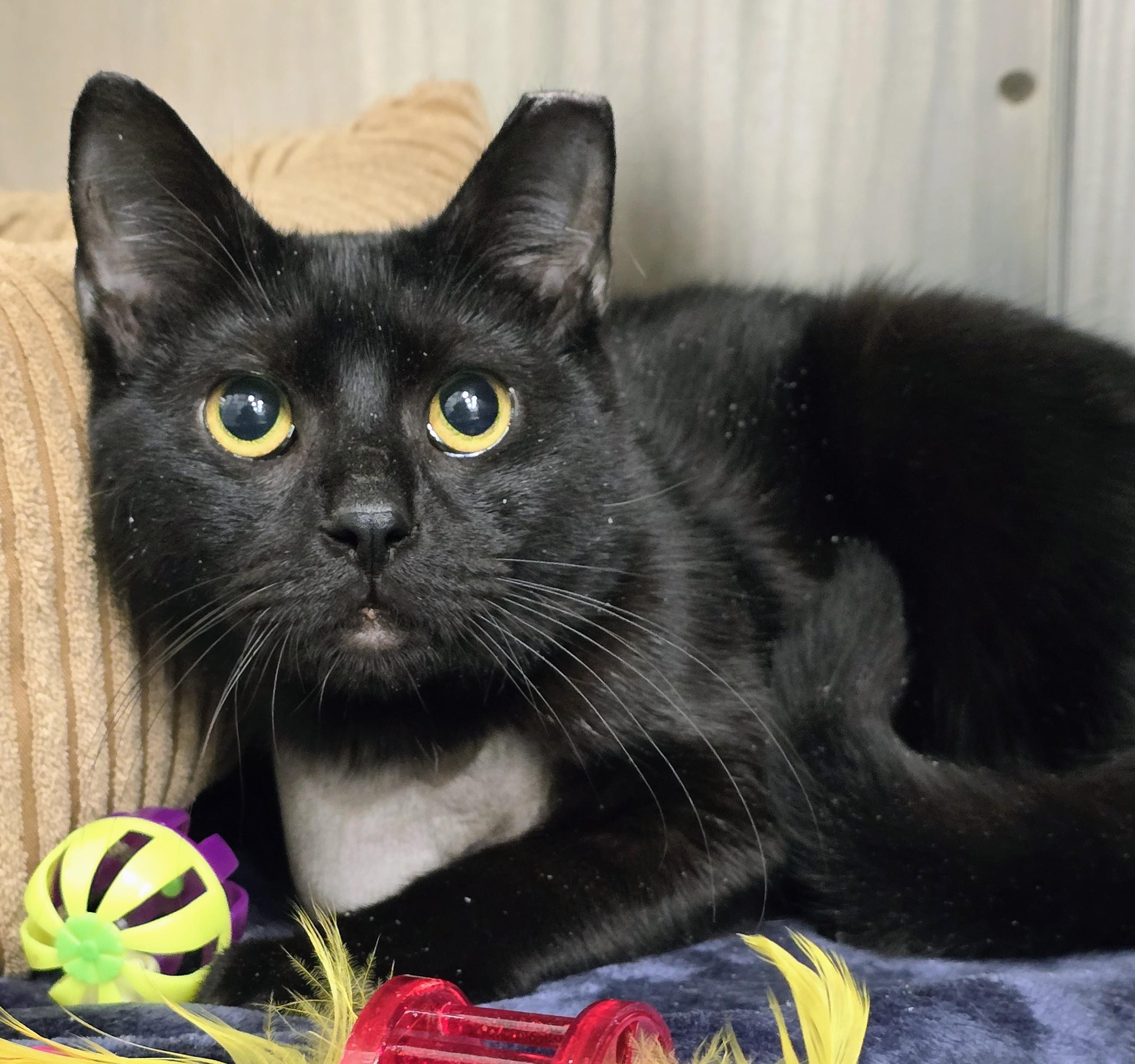 6-62, adopted, Adult Male Domestic Short Hair.