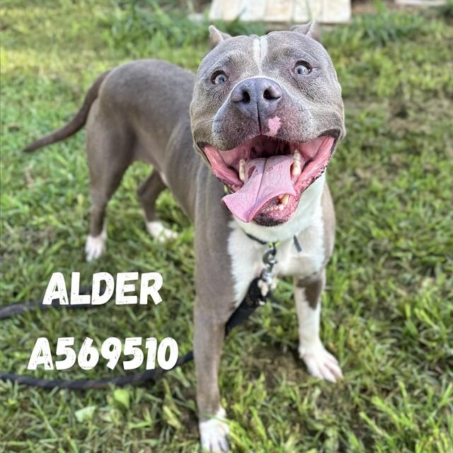 ALDER, Adoptable, Young Male Pit Bull Terrier & Mixed Breed.