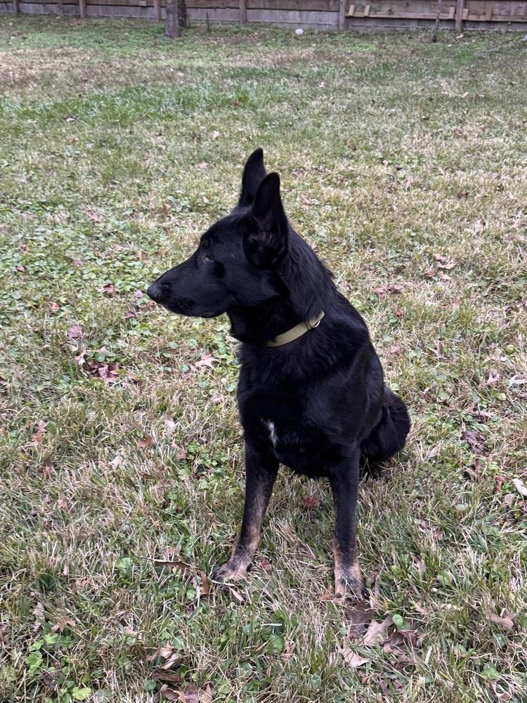 Kimbo, Adoptable, Adult Male German Shepherd Dog.