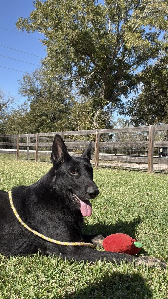 Enlarge Kimbo, a Adoptable German Shepherd Dog in Houston, TX image 3/4