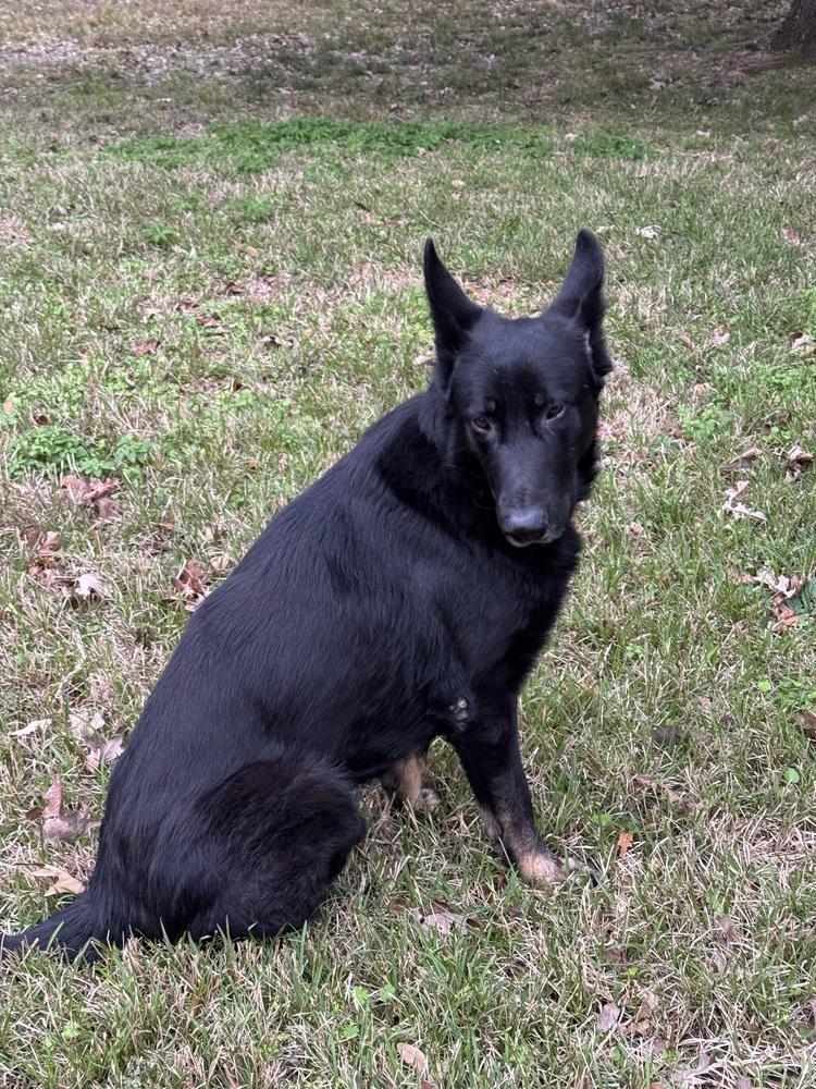 Enlarge Kimbo, a Adoptable German Shepherd Dog in Houston, TX image 4/6
