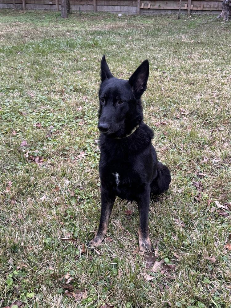 Enlarge Kimbo, a Adoptable German Shepherd Dog in Houston, TX image 5/6