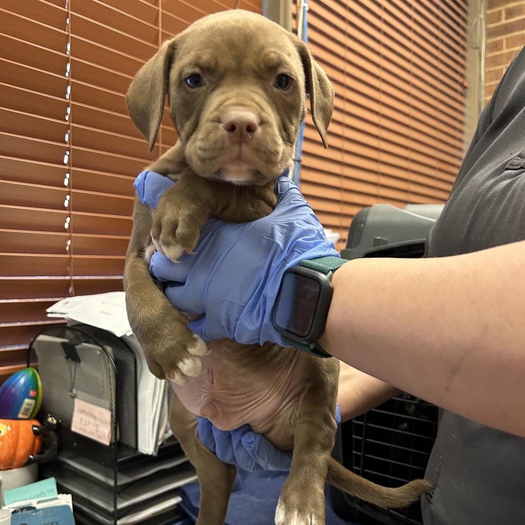 Patton, Adoptable, Young Male Pit Bull Terrier.