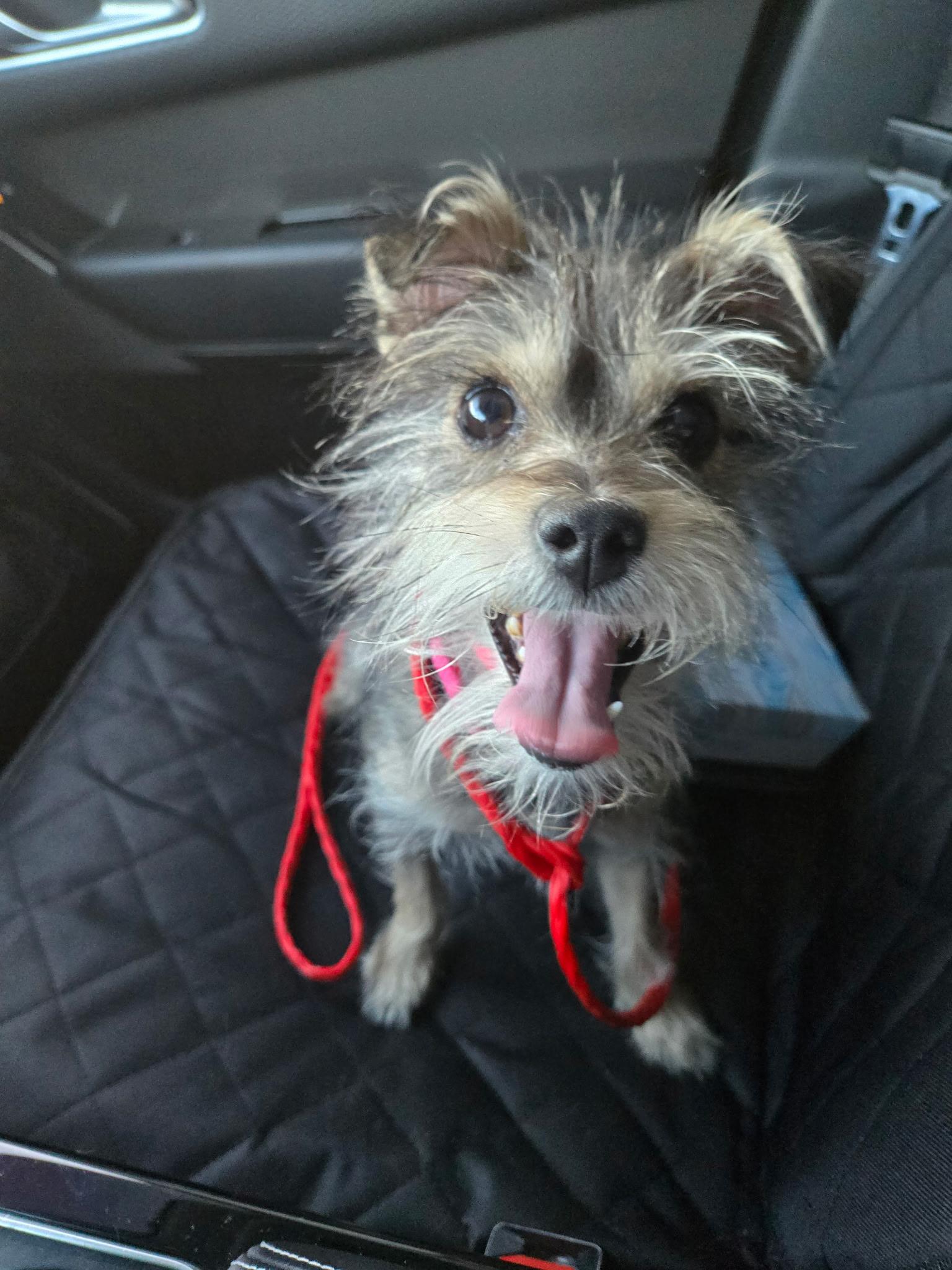 Tinsley , ADOPTABLE, Young Female Miniature Schnauzer.