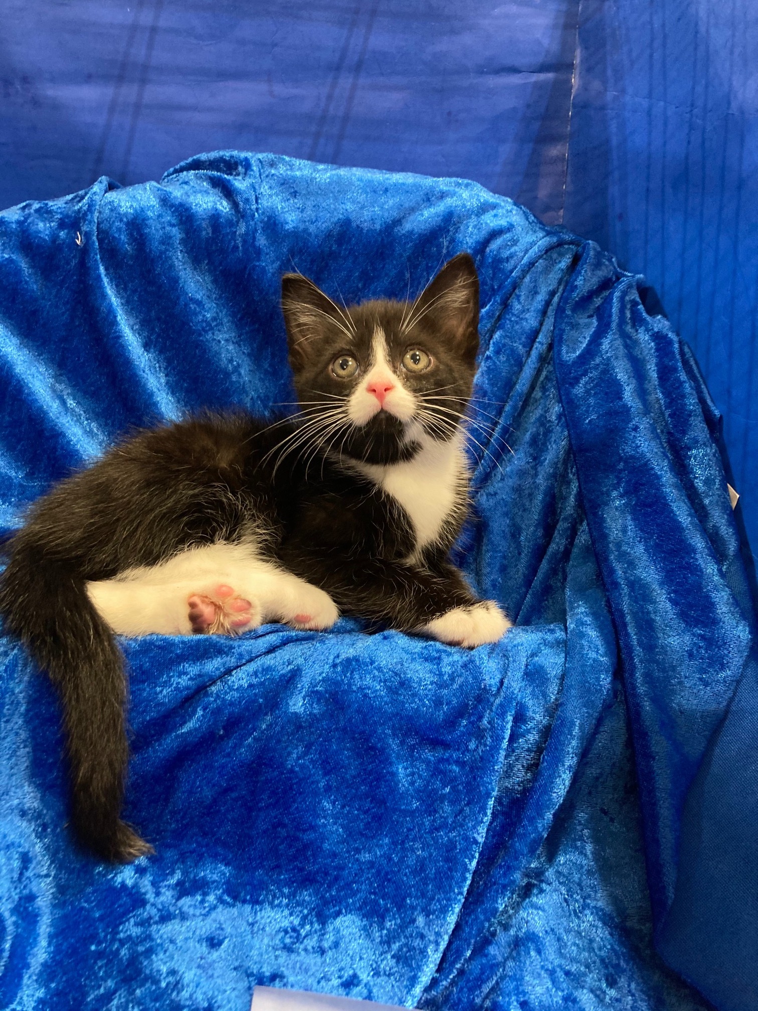 Trenton, a Adoptable mixed breed in Gainesville, FL image 1/4