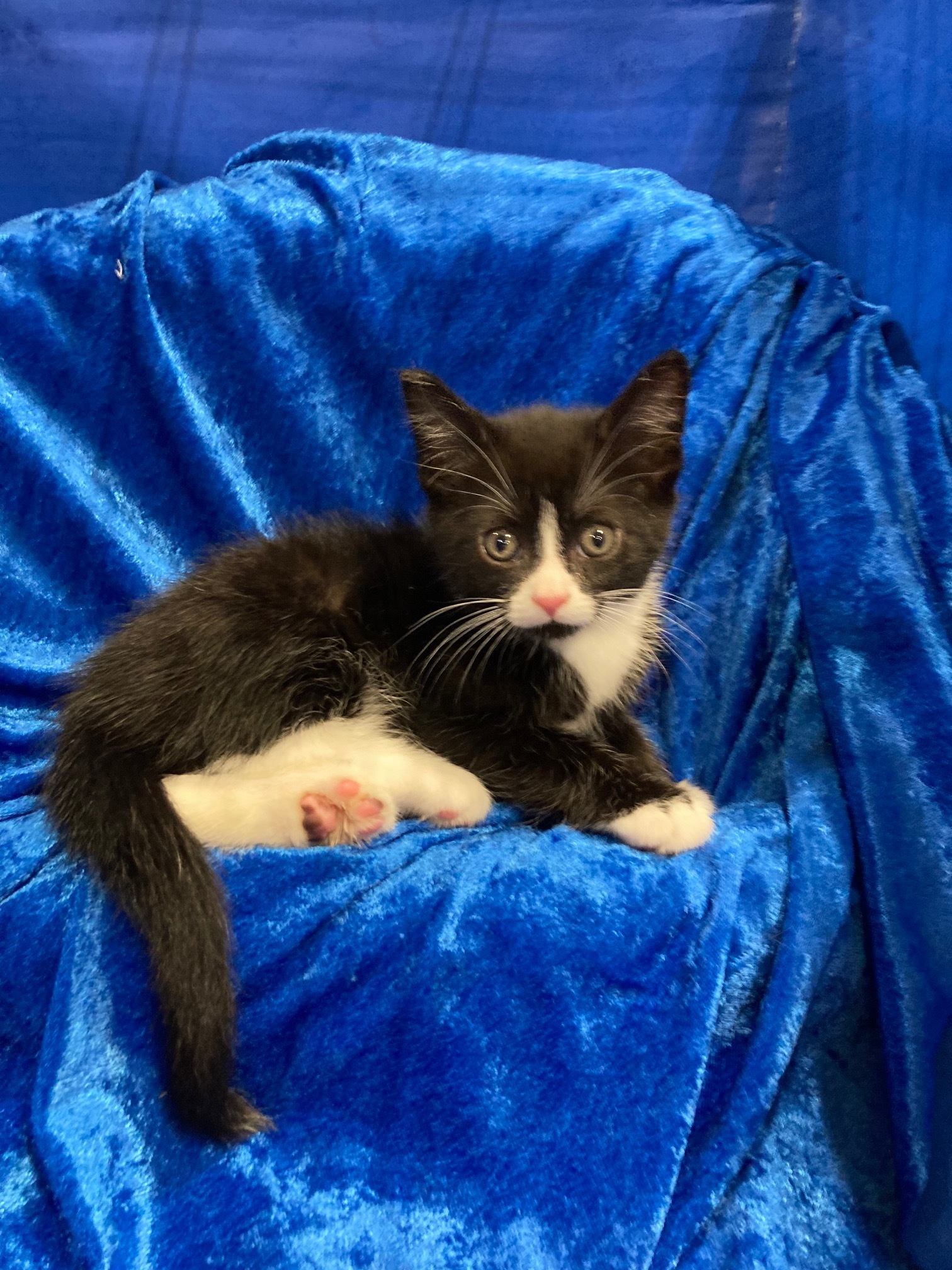 Trenton, a Adoptable mixed breed in Gainesville, FL image 2/4