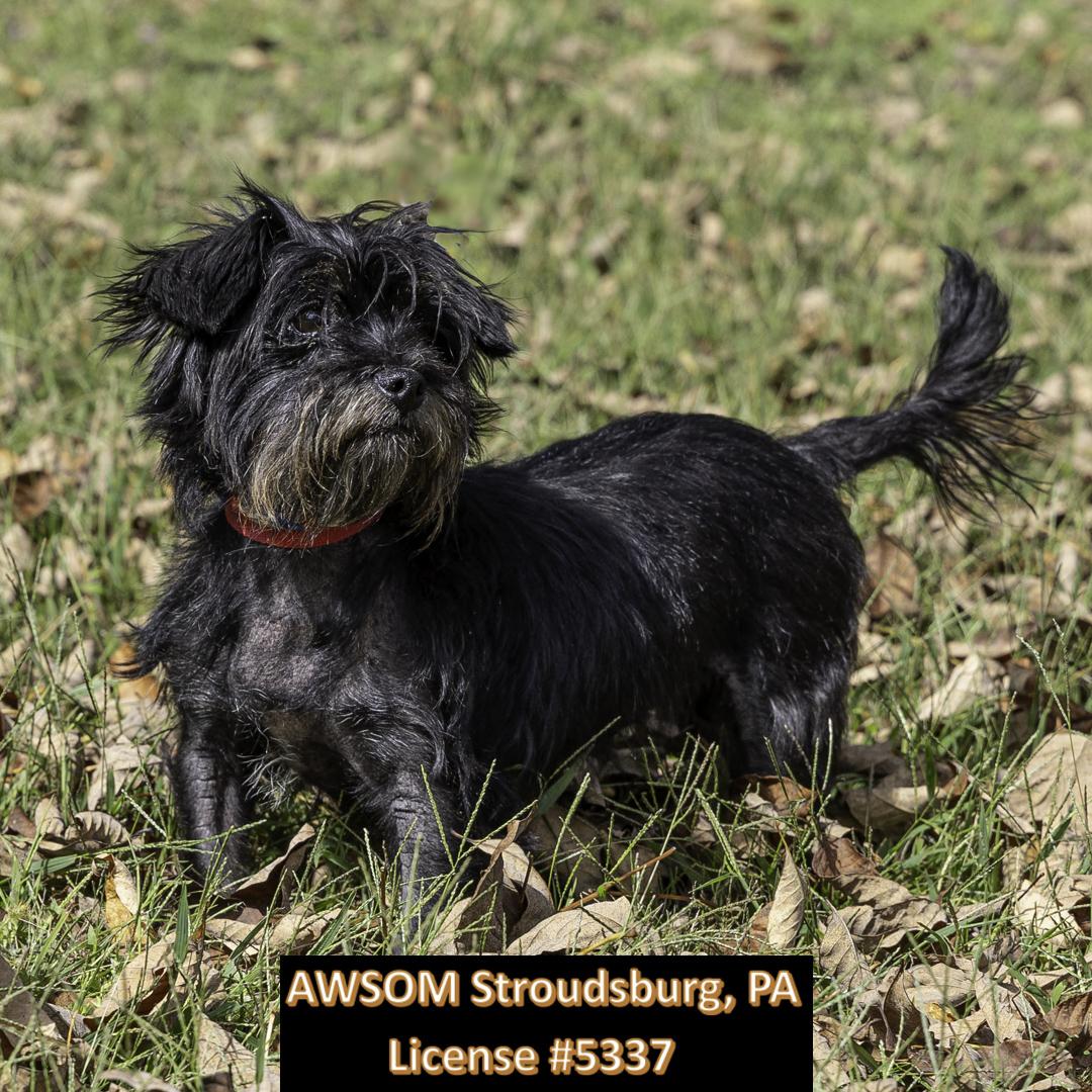 Enlarge Kona, an adopted Shih Tzu in Stroudsburg, PA image 2/3