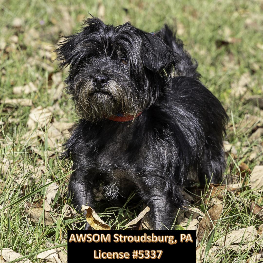 Enlarge Kona, an adopted Shih Tzu in Stroudsburg, PA image 3/3