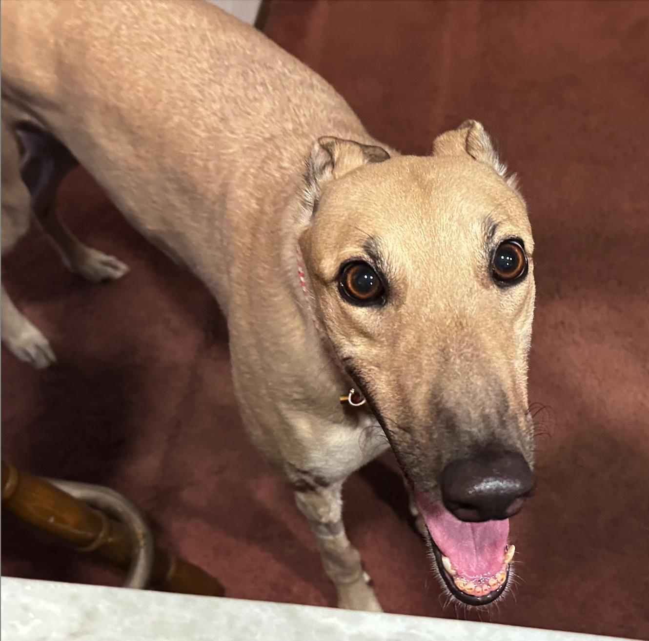 GF Italia, Adoptable, Adult Female Greyhound.