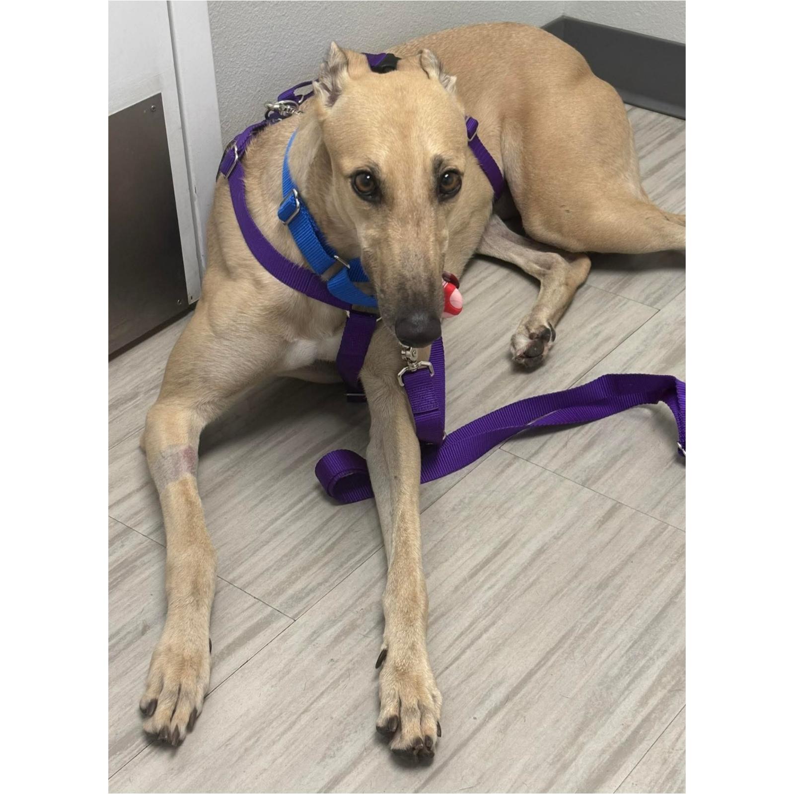 GF Italia, a Adoptable Greyhound in Tarpon Springs, FL image 2/6