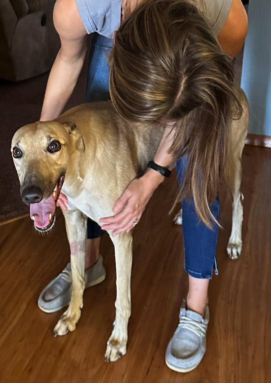 GF Italia, a Adoptable Greyhound in Tarpon Springs, FL image 3/6