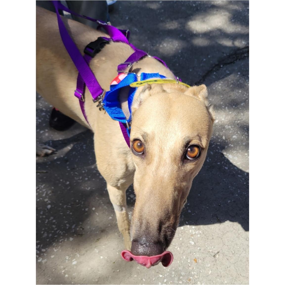 GF Italia, a Adoptable Greyhound in Tarpon Springs, FL image 4/6