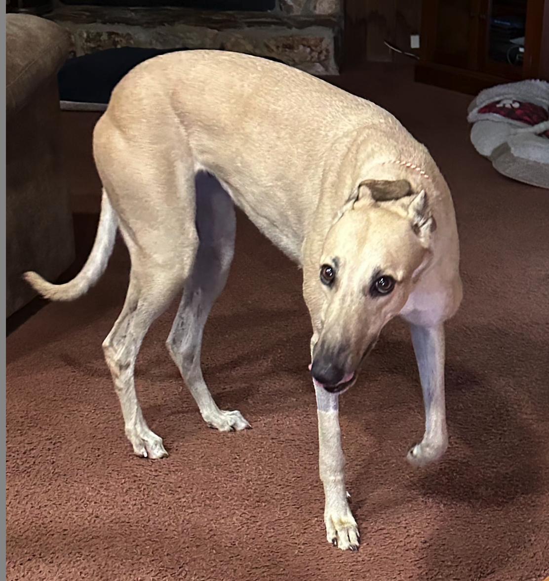 GF Italia, a Adoptable Greyhound in Tarpon Springs, FL image 5/6