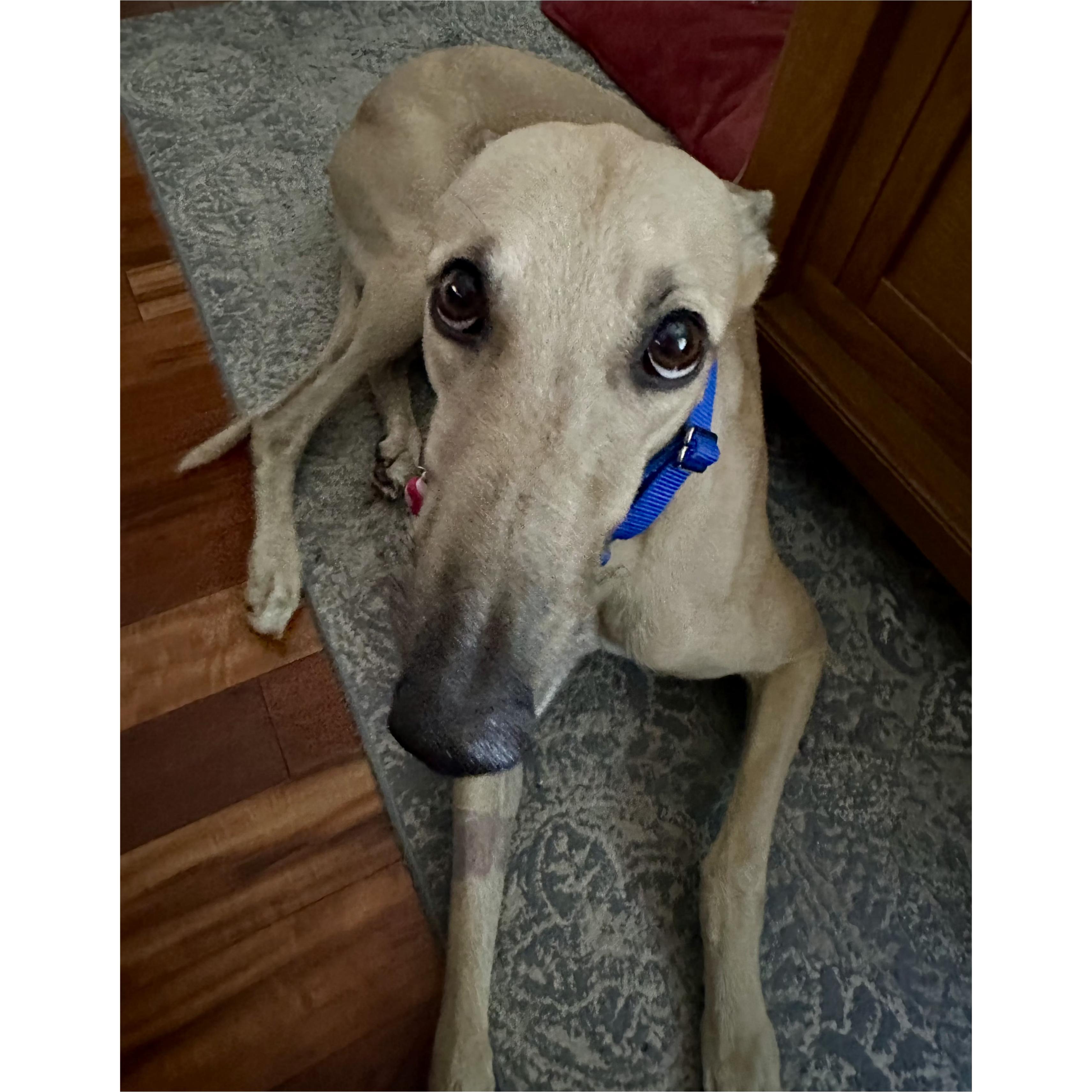 GF Italia, a Adoptable Greyhound in Tarpon Springs, FL image 6/6