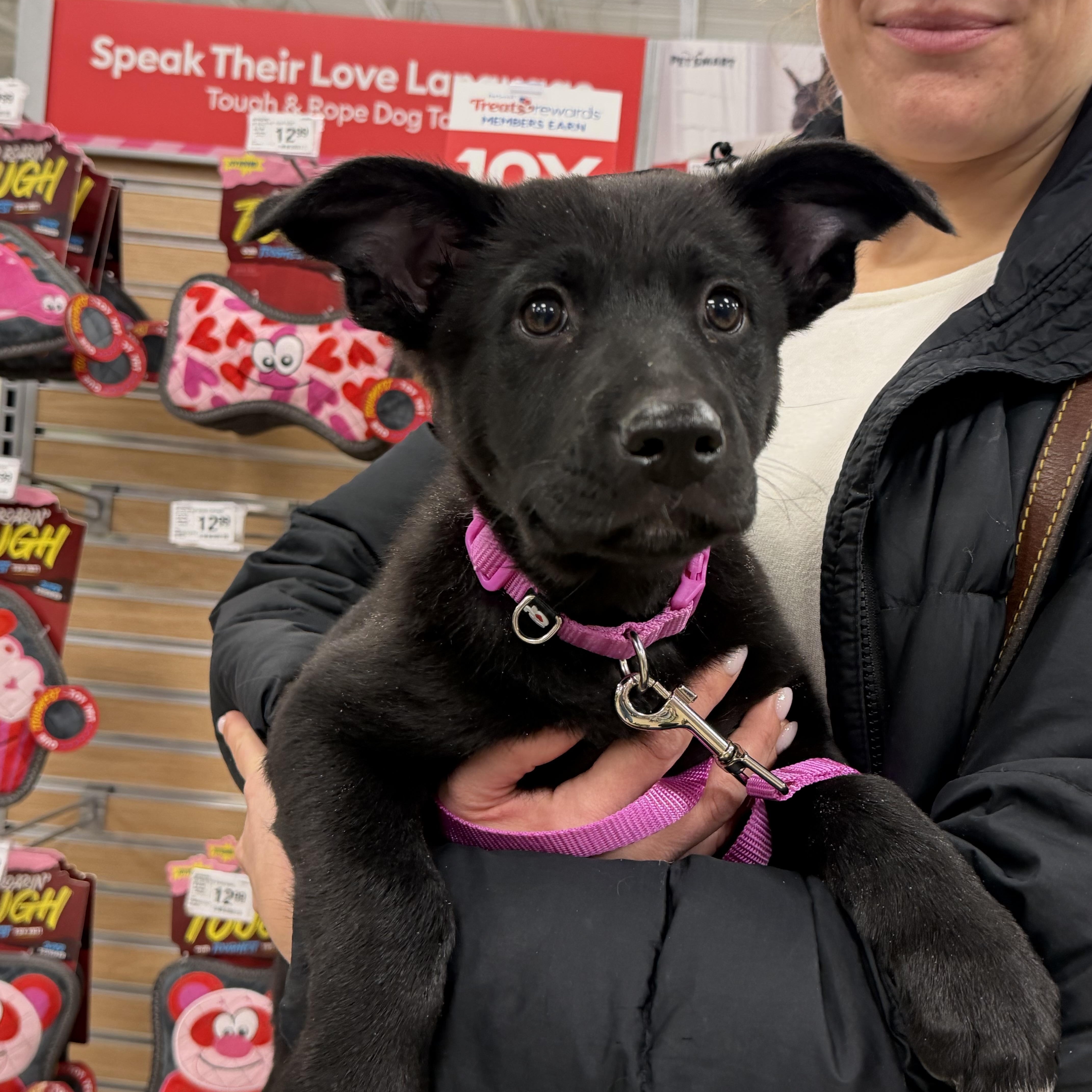 Blitzen , ADOPTABLE, Puppy Female German Shepherd Dog.