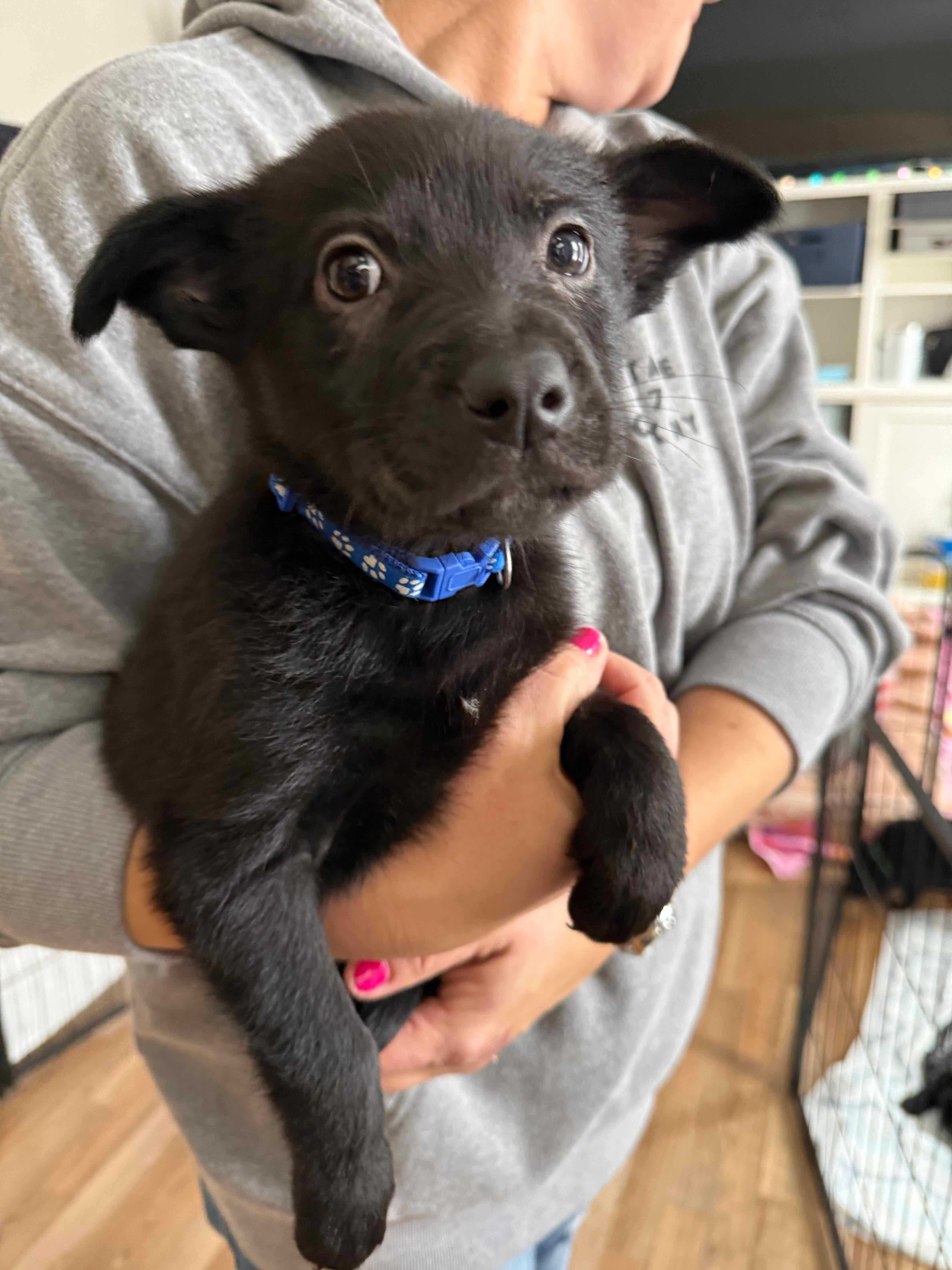 Enlarge Blitzen , a ADOPTABLE mixed breed in Oswego, IL image 1/1