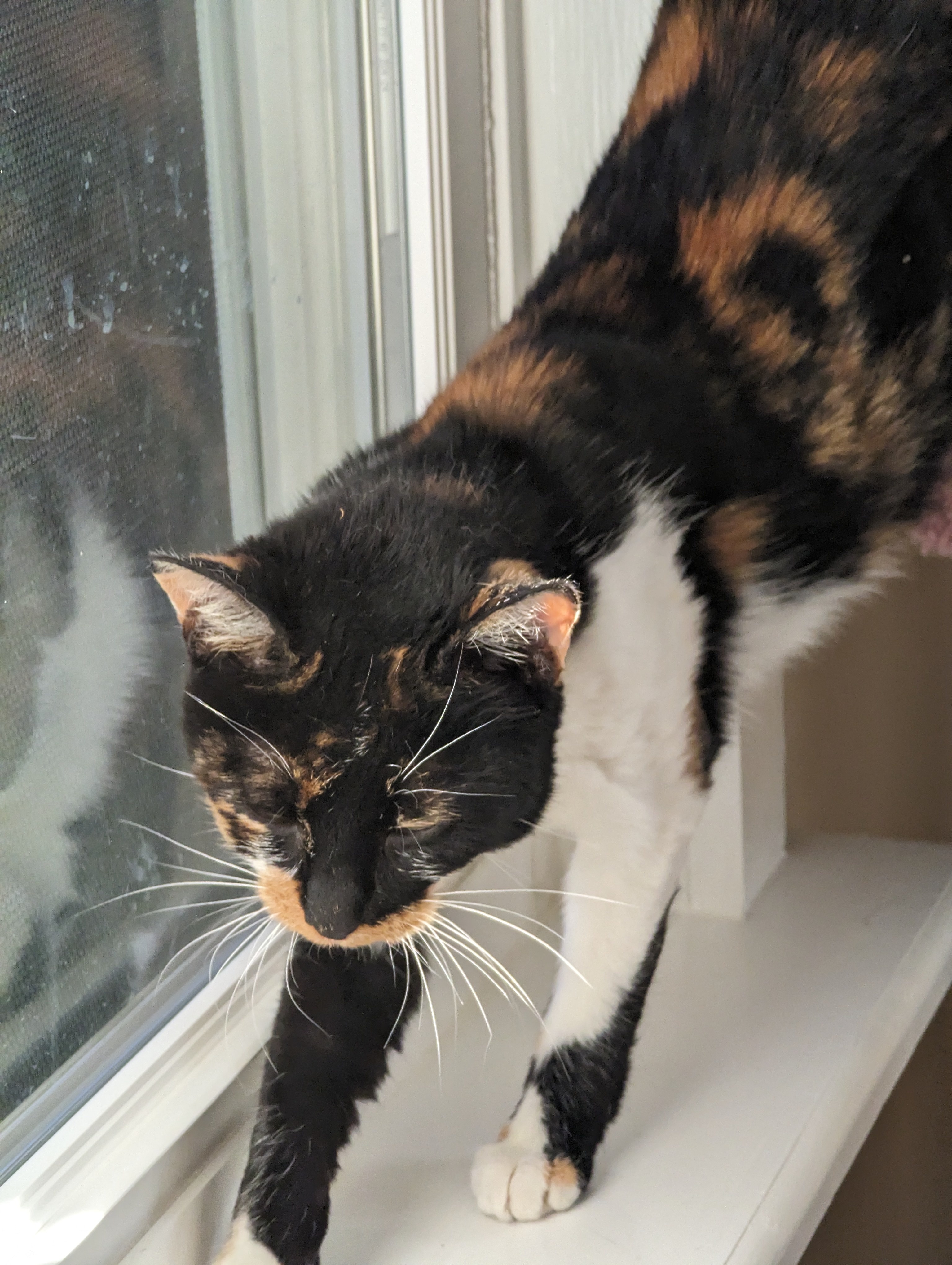 Patches, Adopted, Young Female Calico.