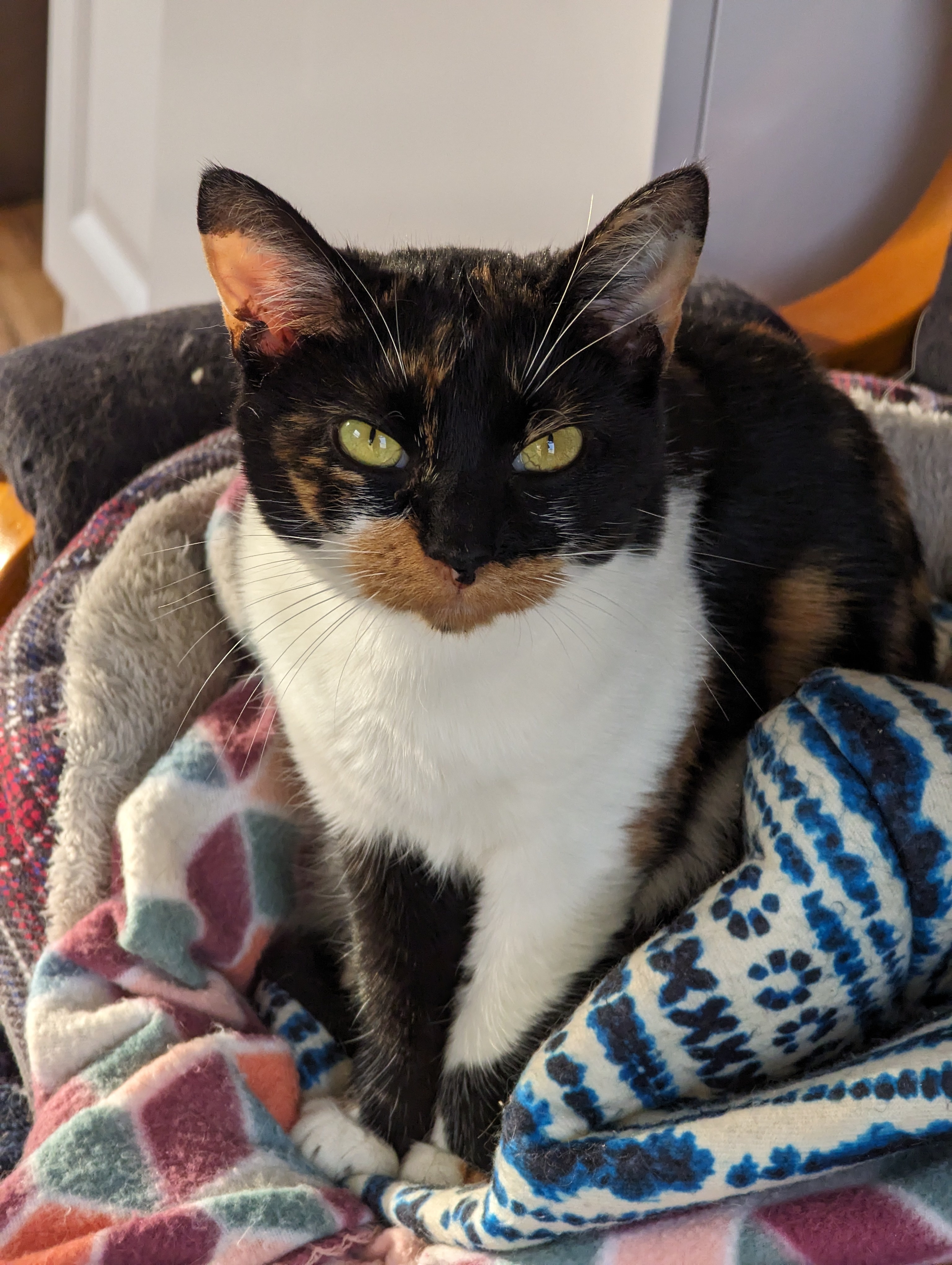 Patches, a Adopted Calico in Burke, NY image 2/3