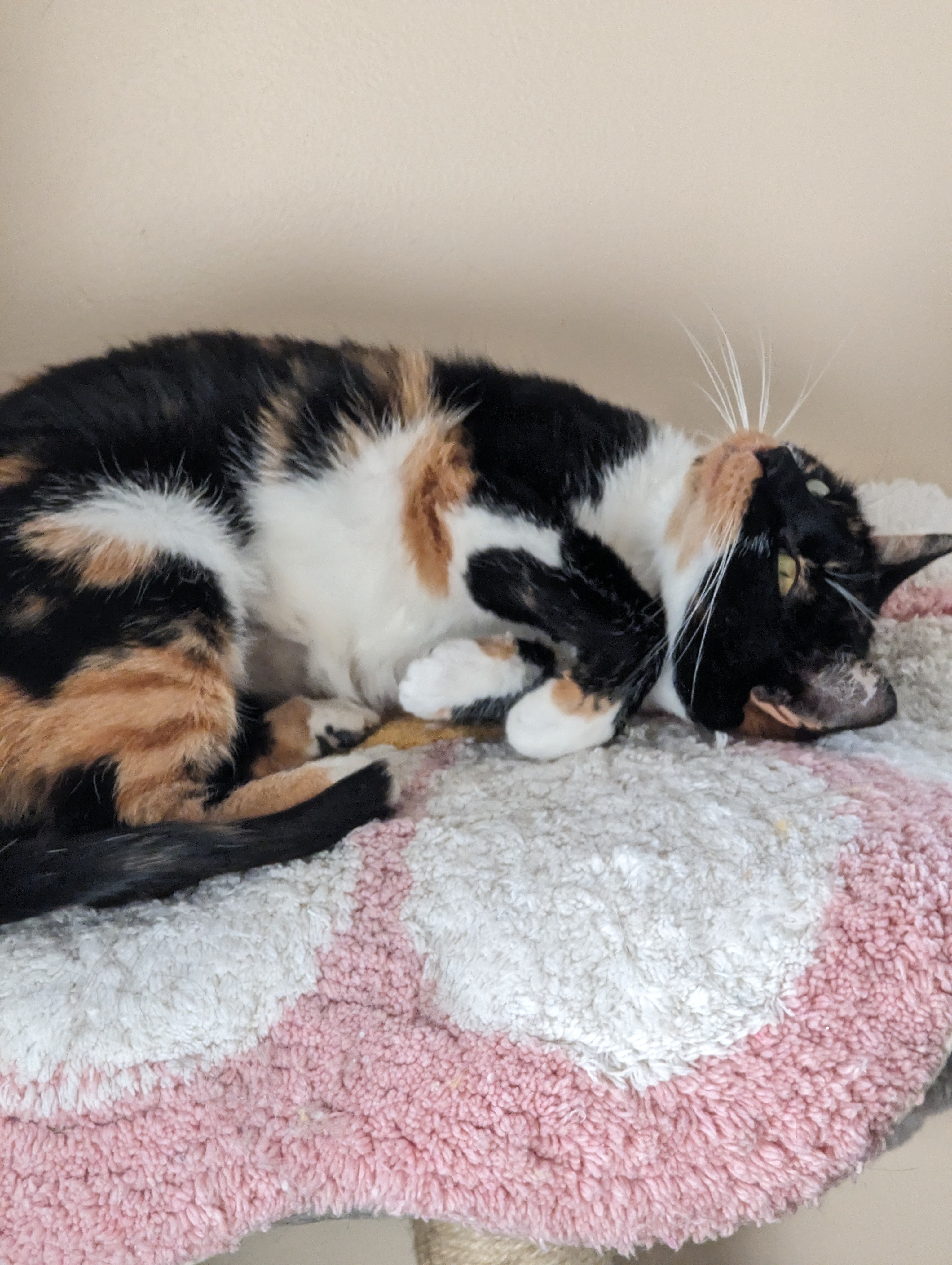 Patches, a Adopted Calico in Burke, NY image 3/3