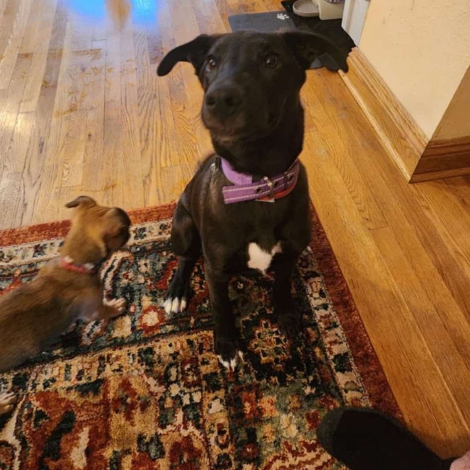 Dog for adoption Raven, a Great Dane Mix in Highland, MI Petfinder