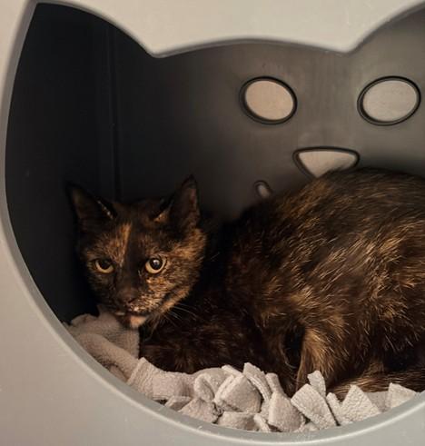 HORCHATA, Adoptable, Young Female Domestic Short Hair.