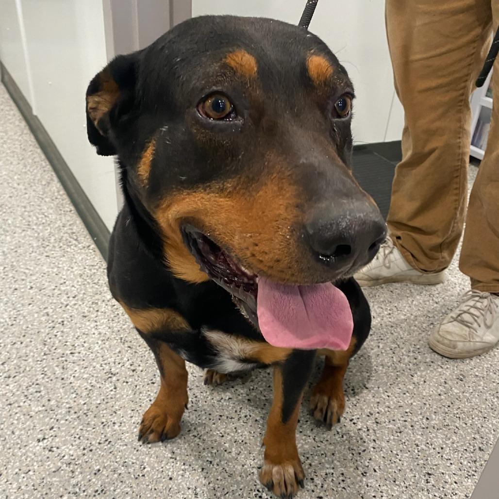Gordo, Adoptable, Adult Male Rottweiler & Mixed Breed.