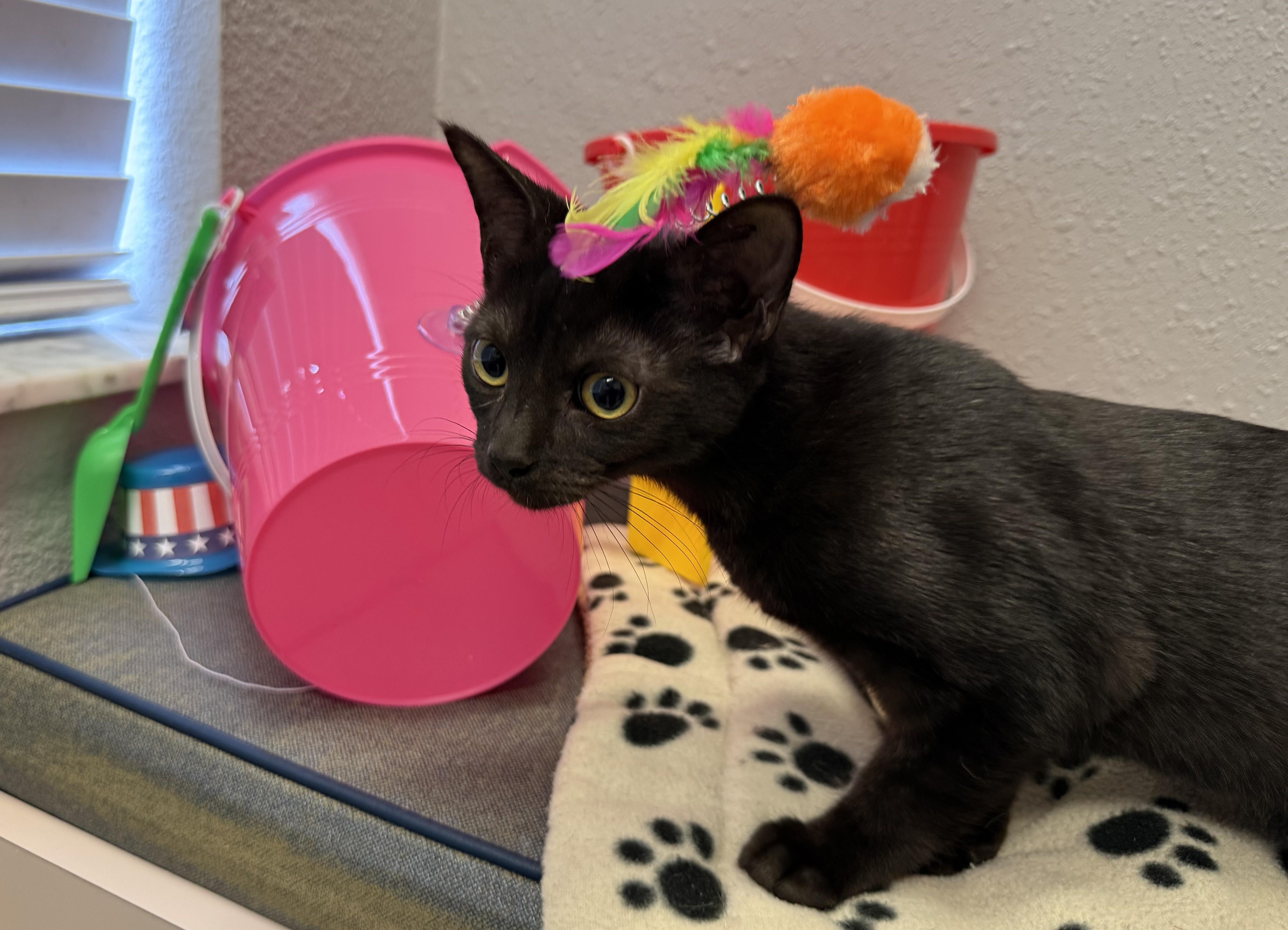 Gumdrop, a Adoptable Domestic Short Hair in New Port Richey, FL image 1/3
