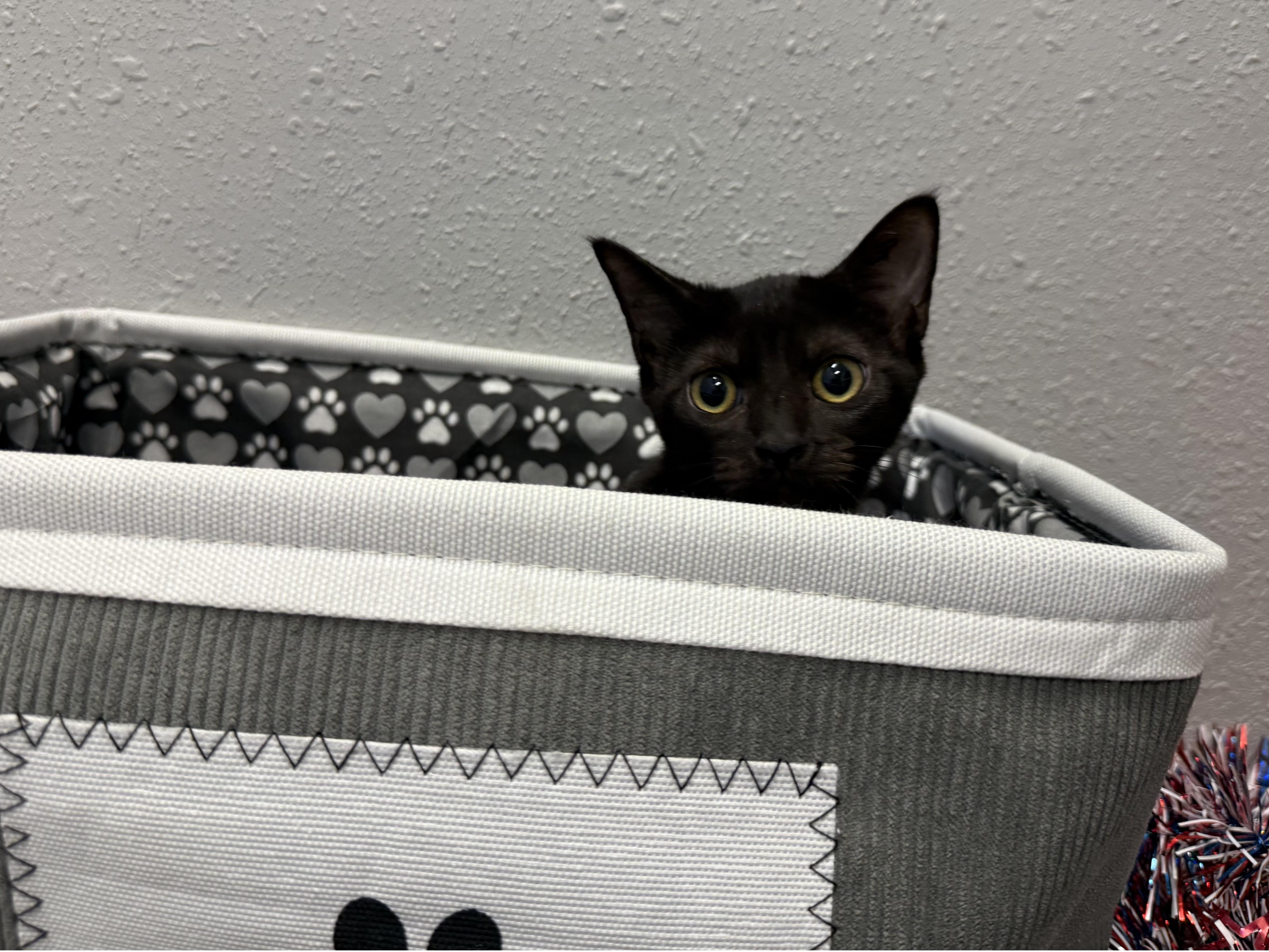 Gumdrop, a Adoptable Domestic Short Hair in New Port Richey, FL image 2/3