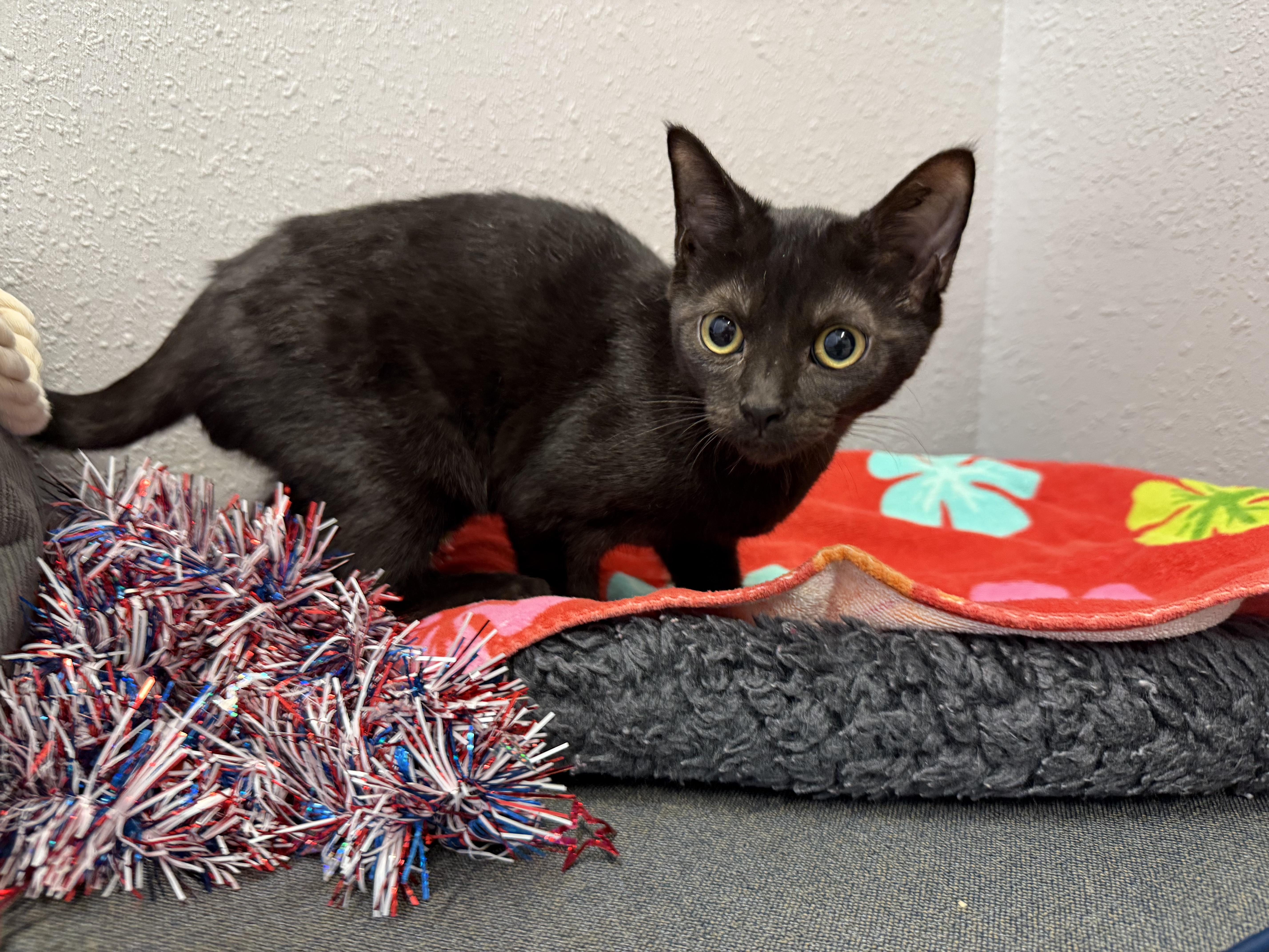 Gumdrop, a Adoptable Domestic Short Hair in New Port Richey, FL image 3/3
