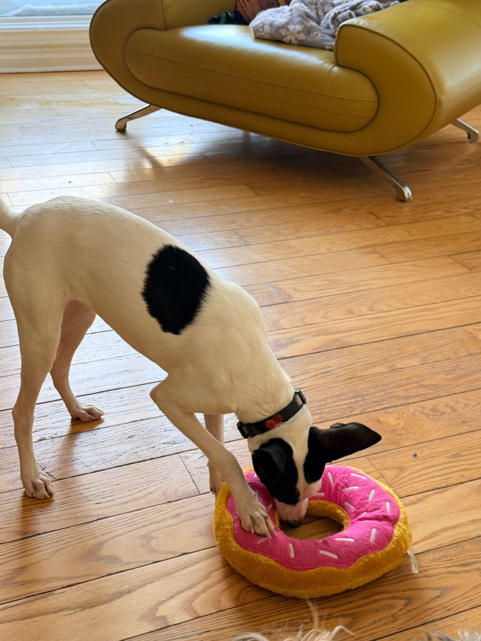 Enlarge Bonita, a Adoptable mixed breed in North York, ON image 3/6