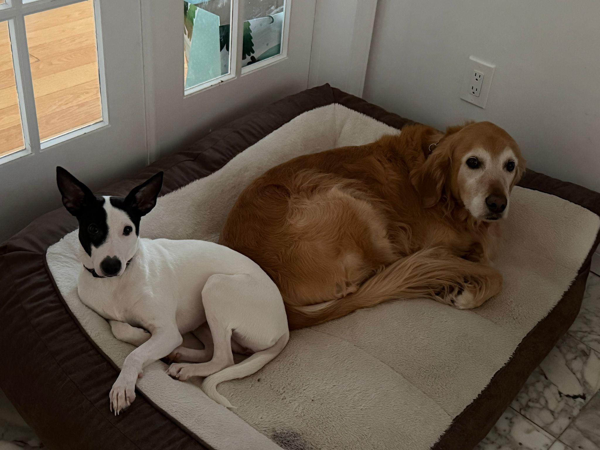 Enlarge Bonita, a Adoptable mixed breed in North York, ON image 5/6