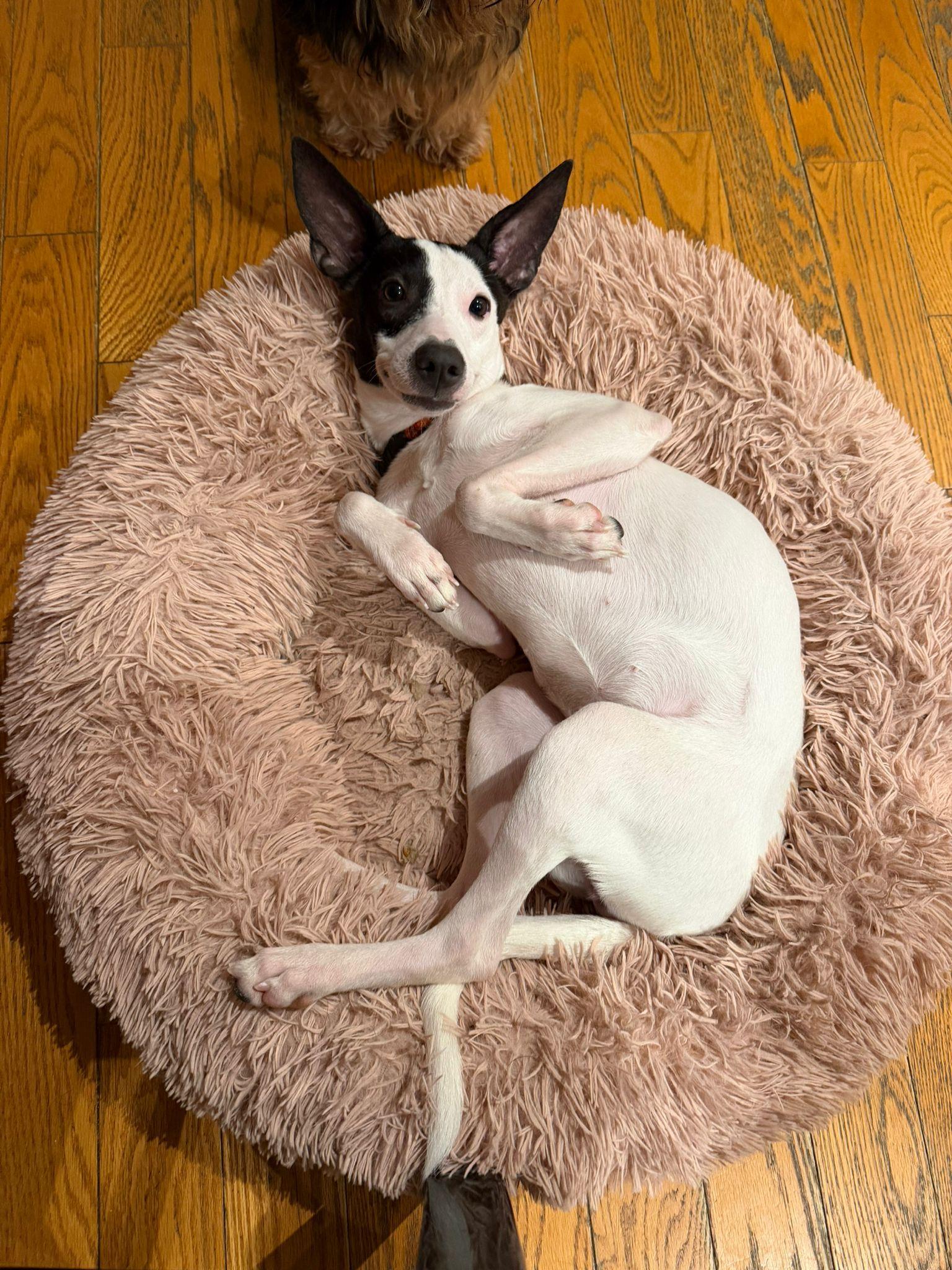 Enlarge Bonita, a Adoptable mixed breed in North York, ON image 2/6