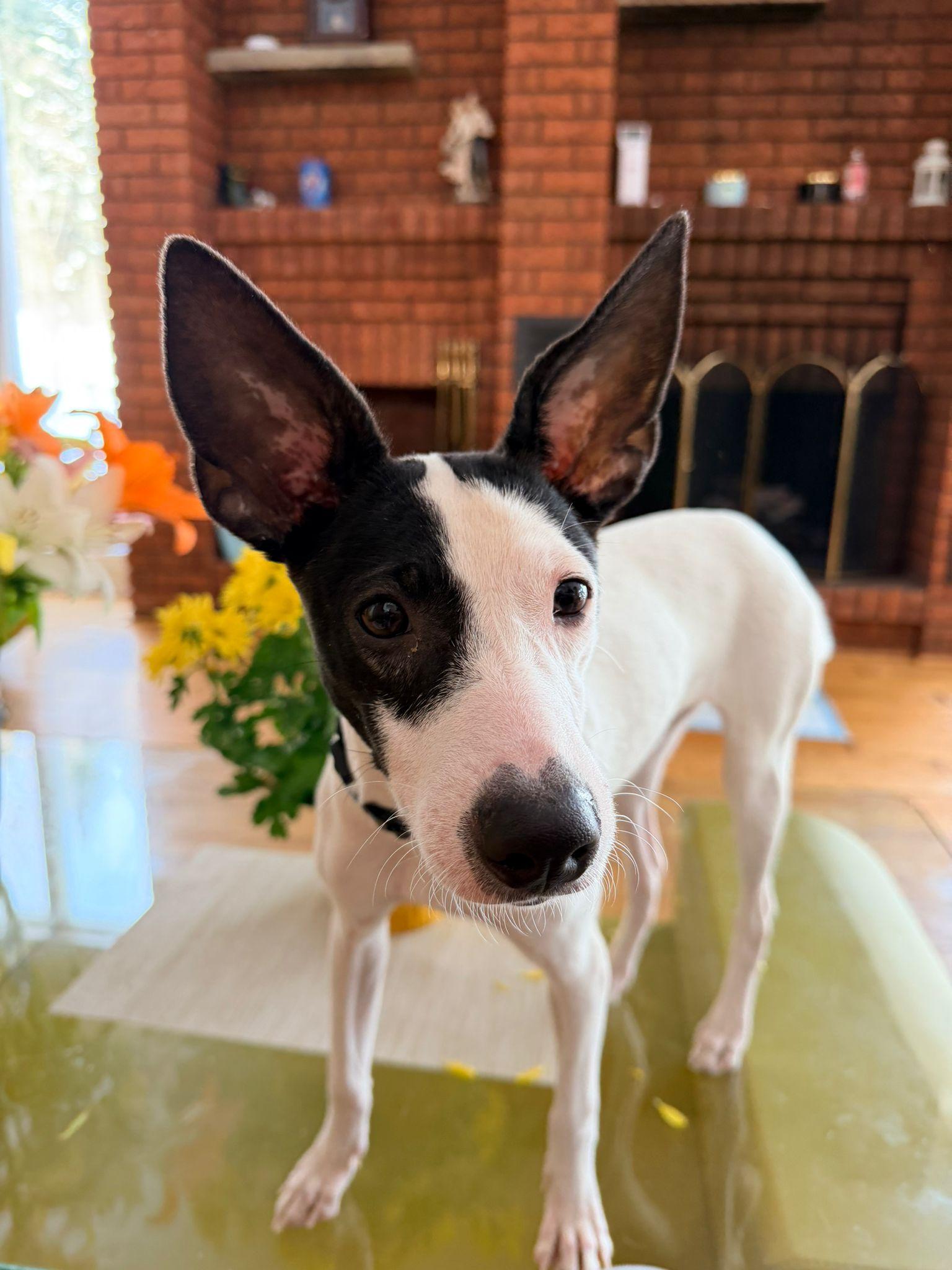 Bonita, Adoptable, Young Female Mixed Breed.