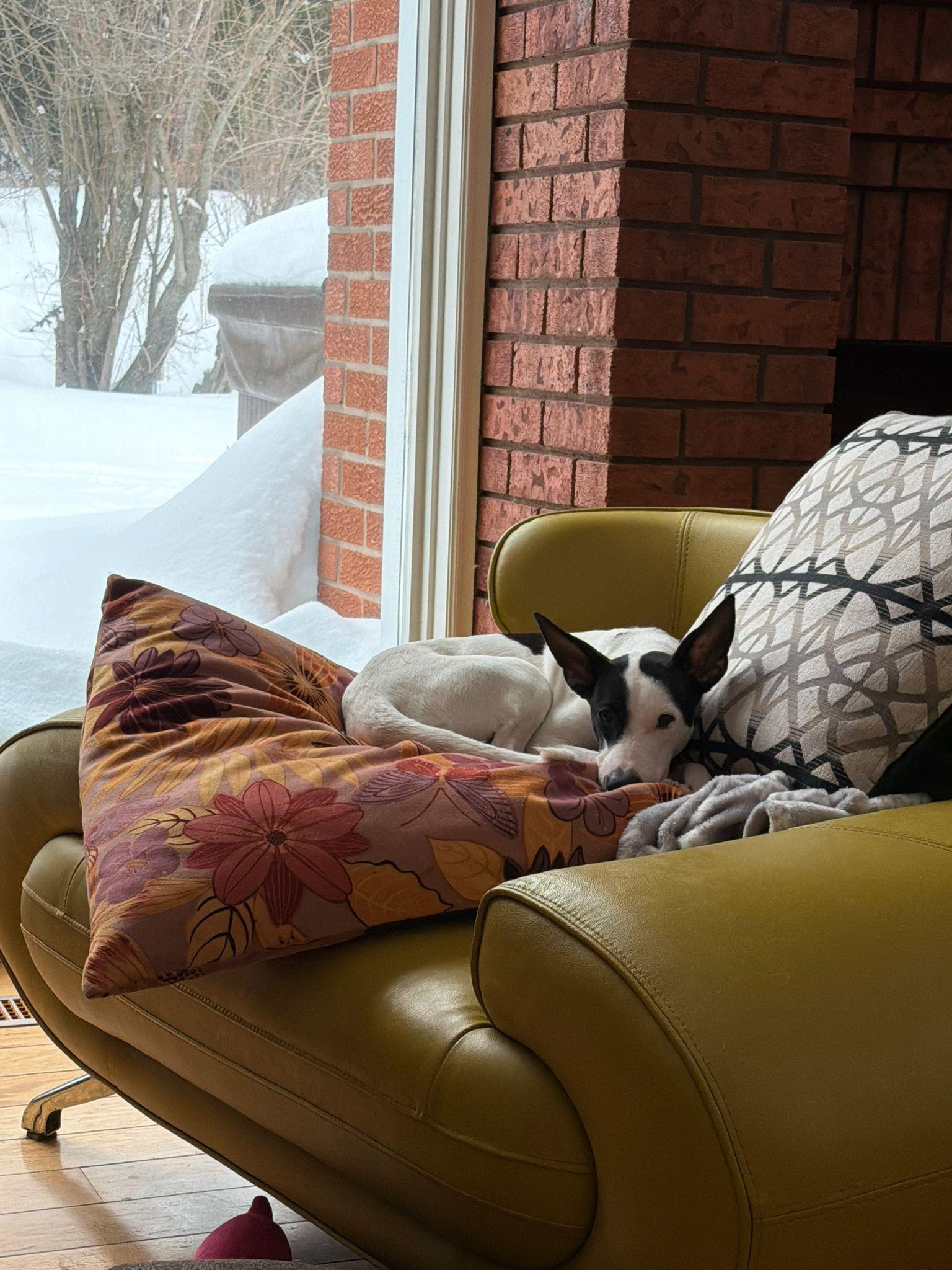 Enlarge Bonita, a Adoptable mixed breed in North York, ON image 4/6