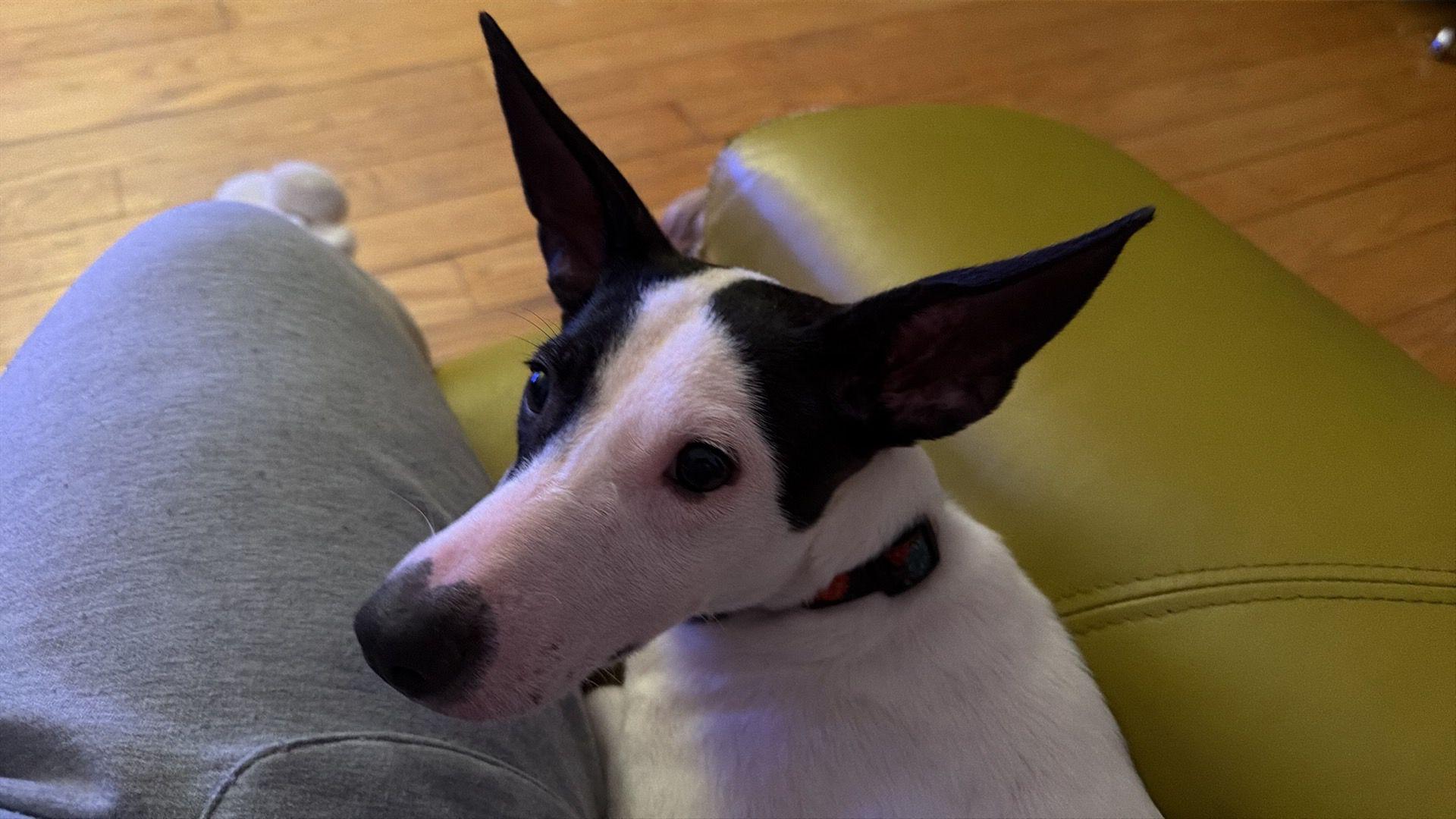 Enlarge Bonita, a Adoptable mixed breed in North York, ON image 6/6