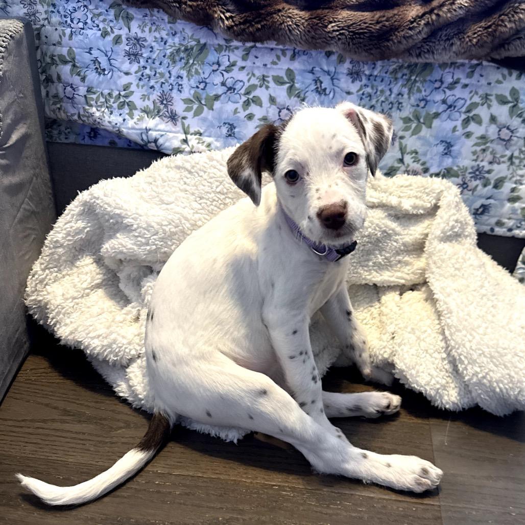 Toast, Adoptable, Puppy Female Mixed Breed.