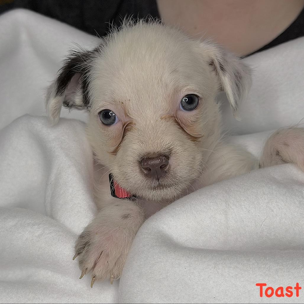 Toast, Adoptable, Puppy Female Mixed Breed.