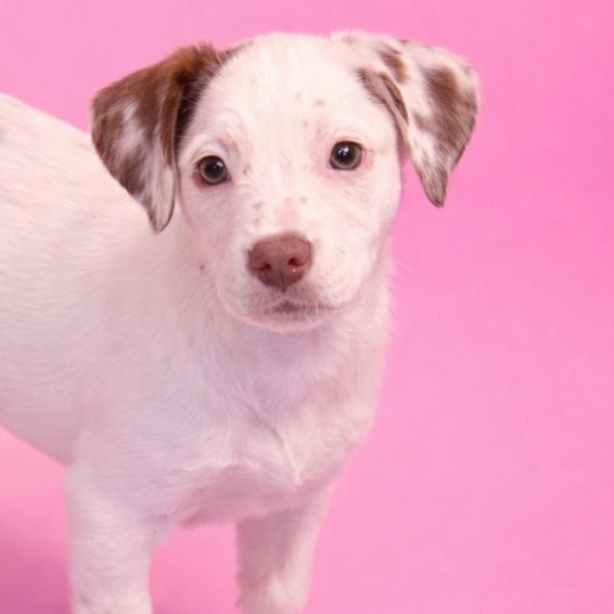 Enlarge Toast, a Adoptable Mixed Breed in Rockville, MD image 2/3
