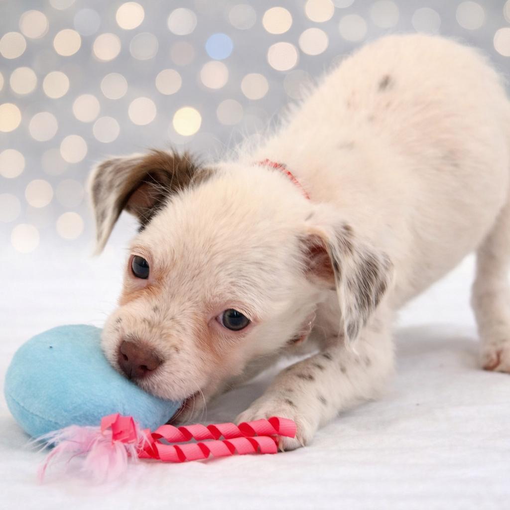 Enlarge Toast, a Adoptable Mixed Breed in Rockville, MD image 3/3