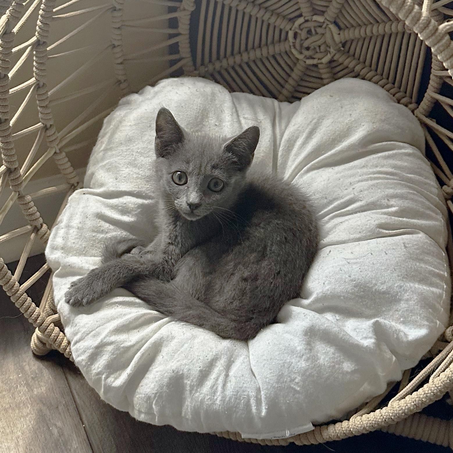 Nandina, a ADOPTABLE Domestic Short Hair in Apex, NC image 6/6